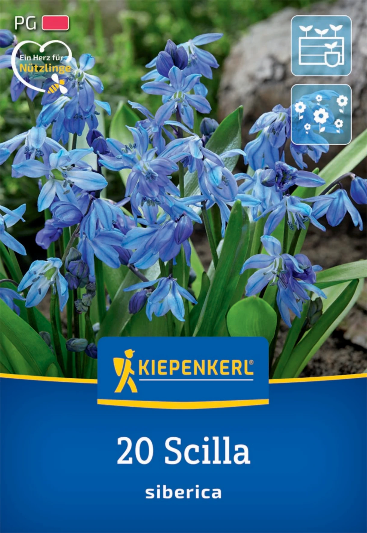 Siberisches Blausternchen