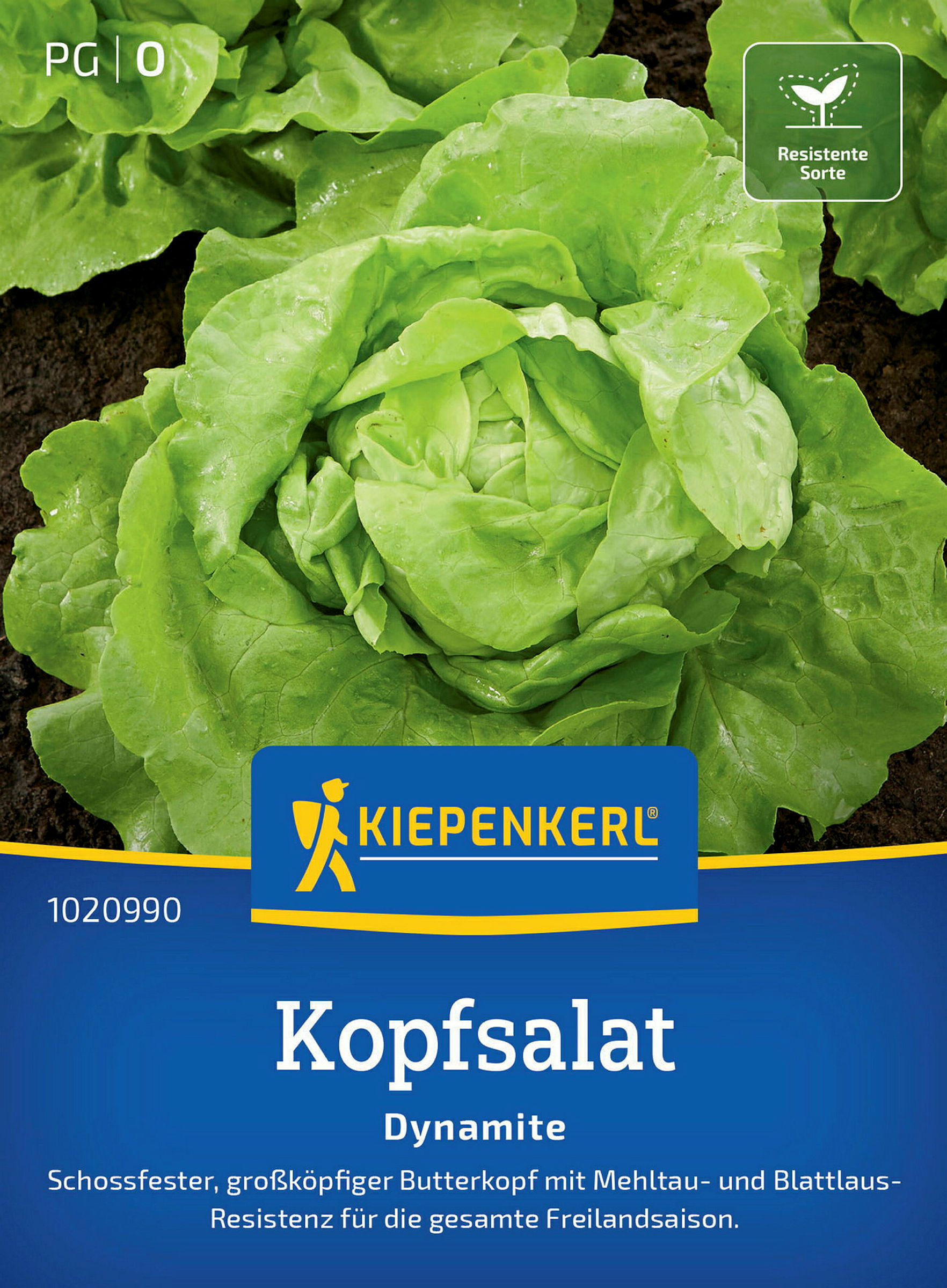 Kiepenkerl Kopfsalat Dynamite
