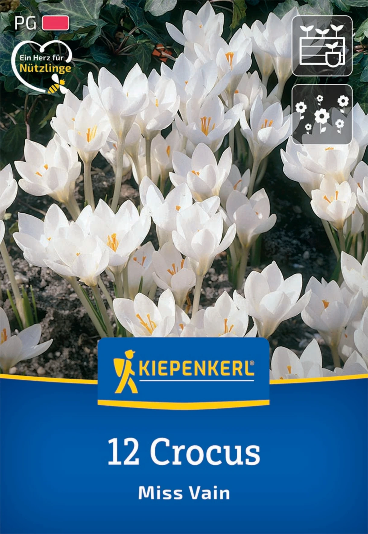 Botanischer Krokus Miss Vain