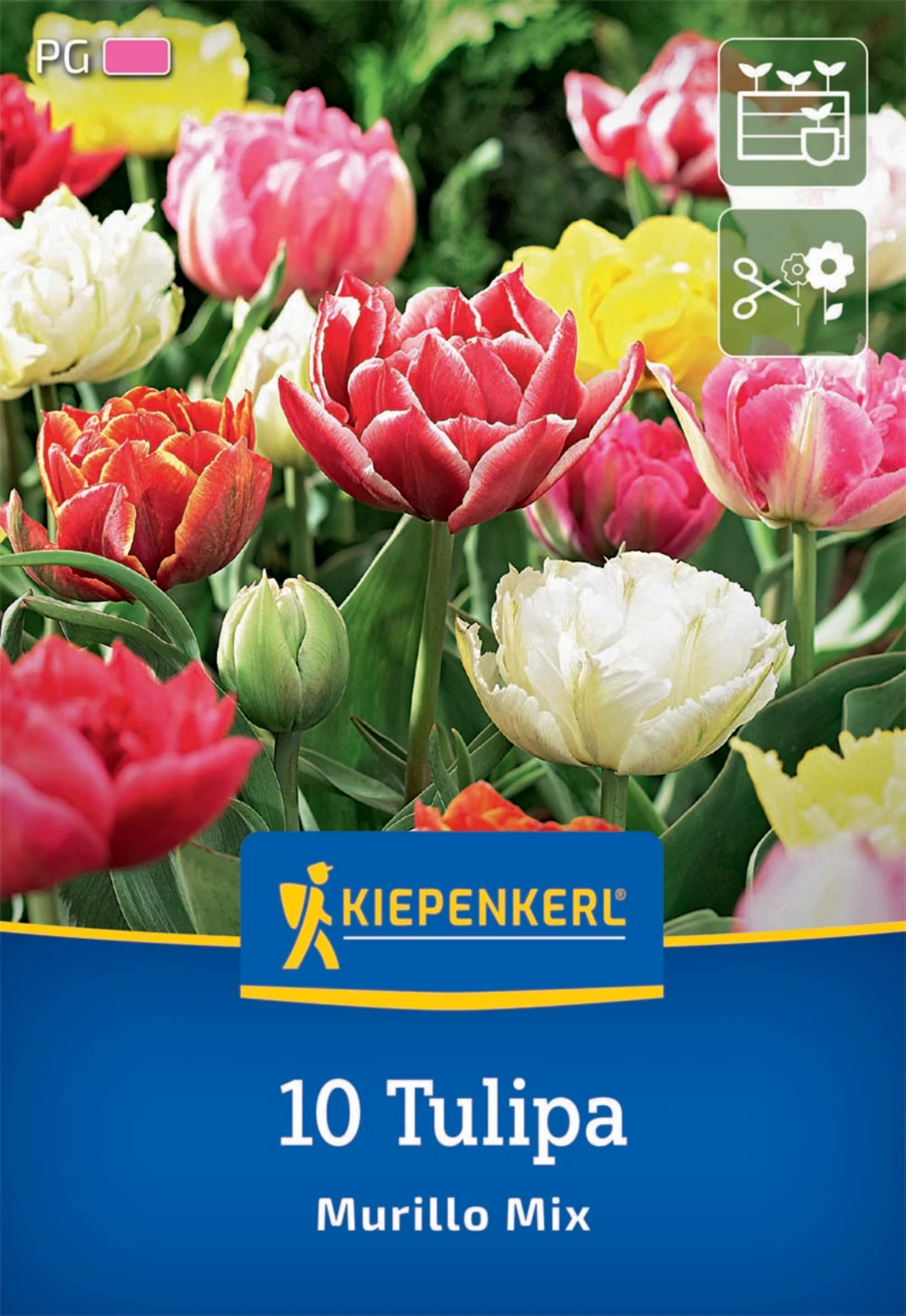 Gefüllte Frühe Tulpen Murillo Mix
