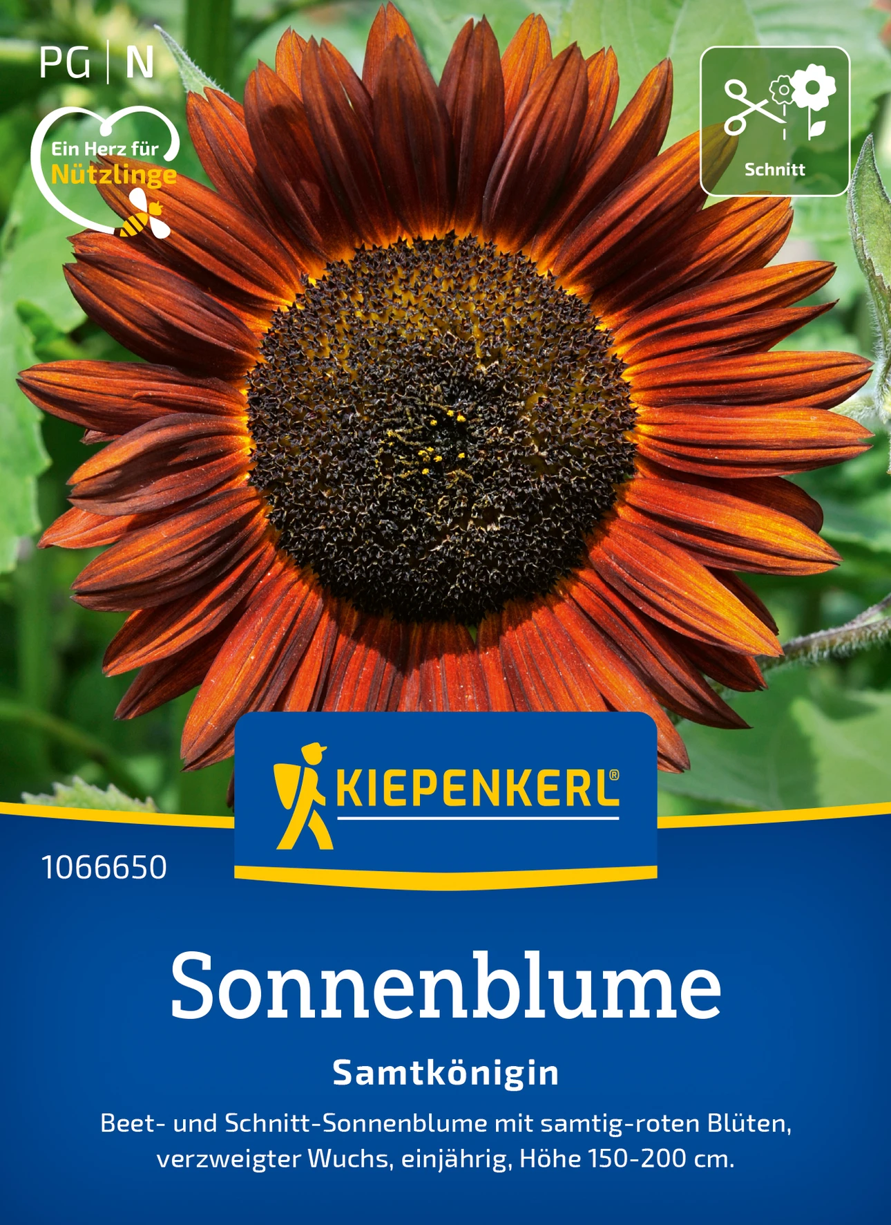 Kiepenkerl Sonnenblume Samtkönigin