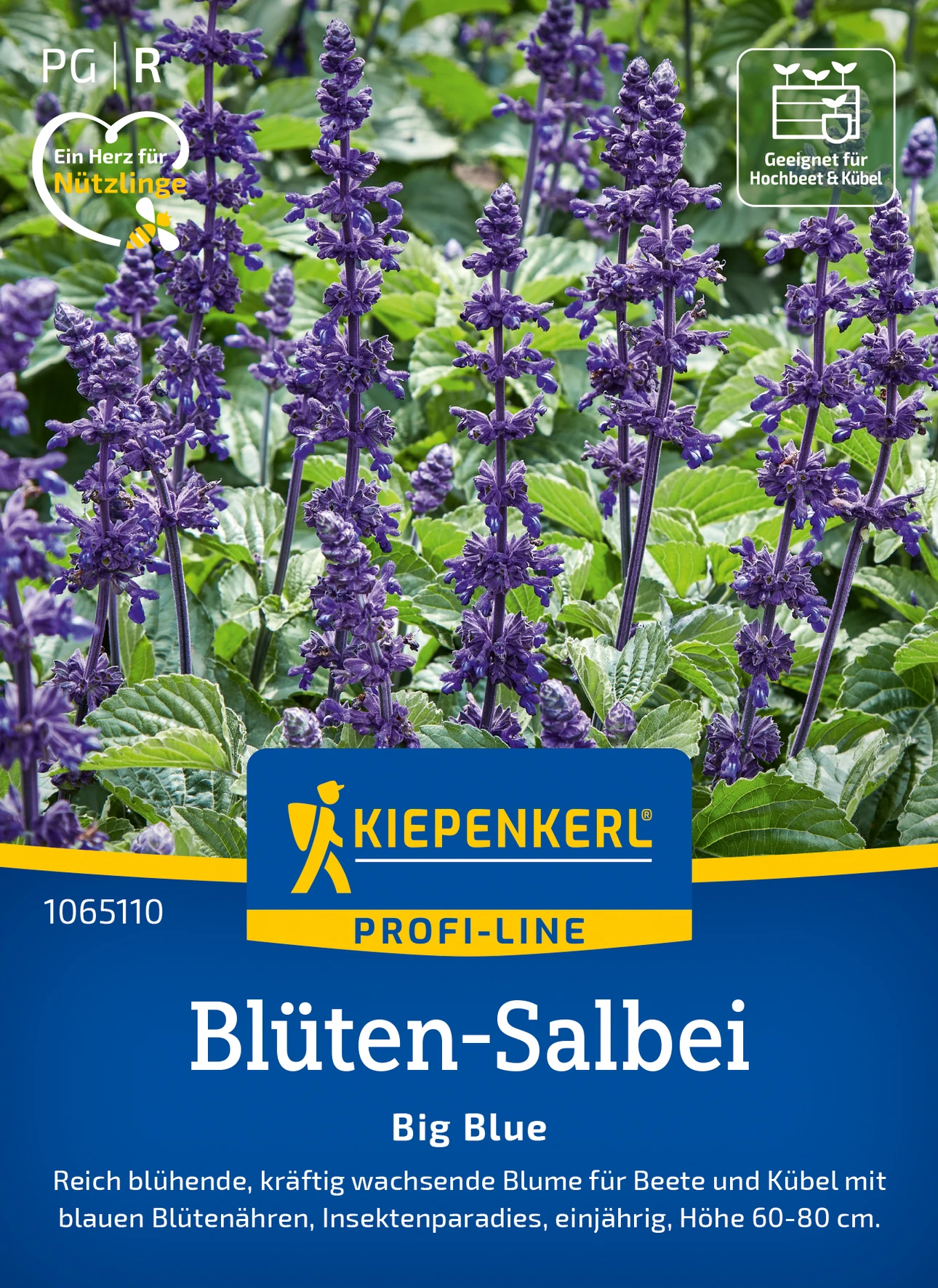 Kiepenkerl Blüten-Salbei Big Blue, F1