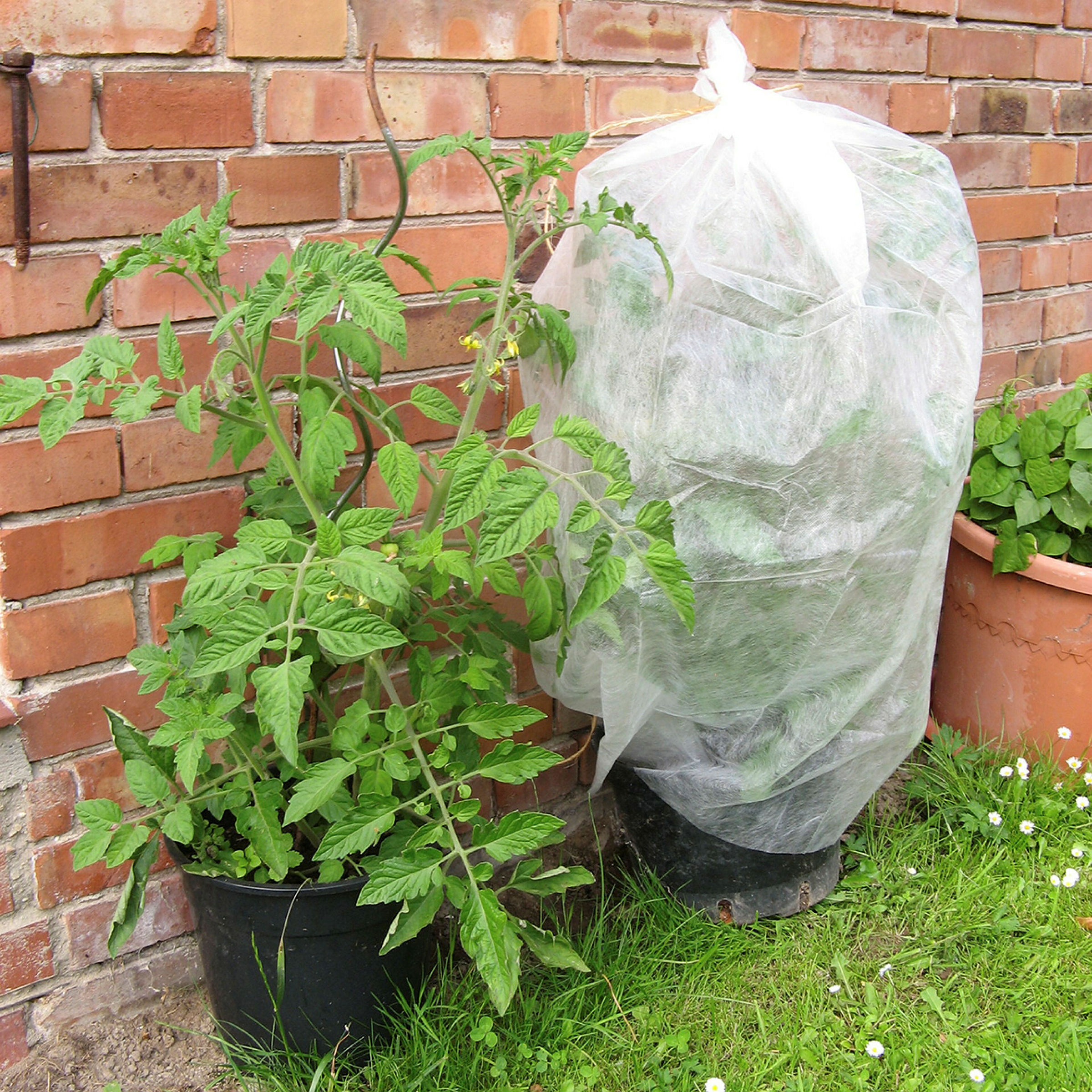 Tomatenvlies 0,8x5,0m