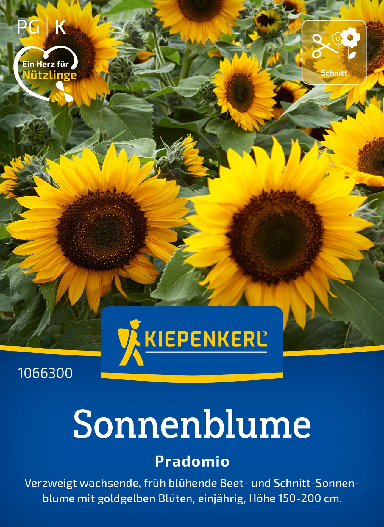 Kiepenkerl Sonnenblume Pradomio