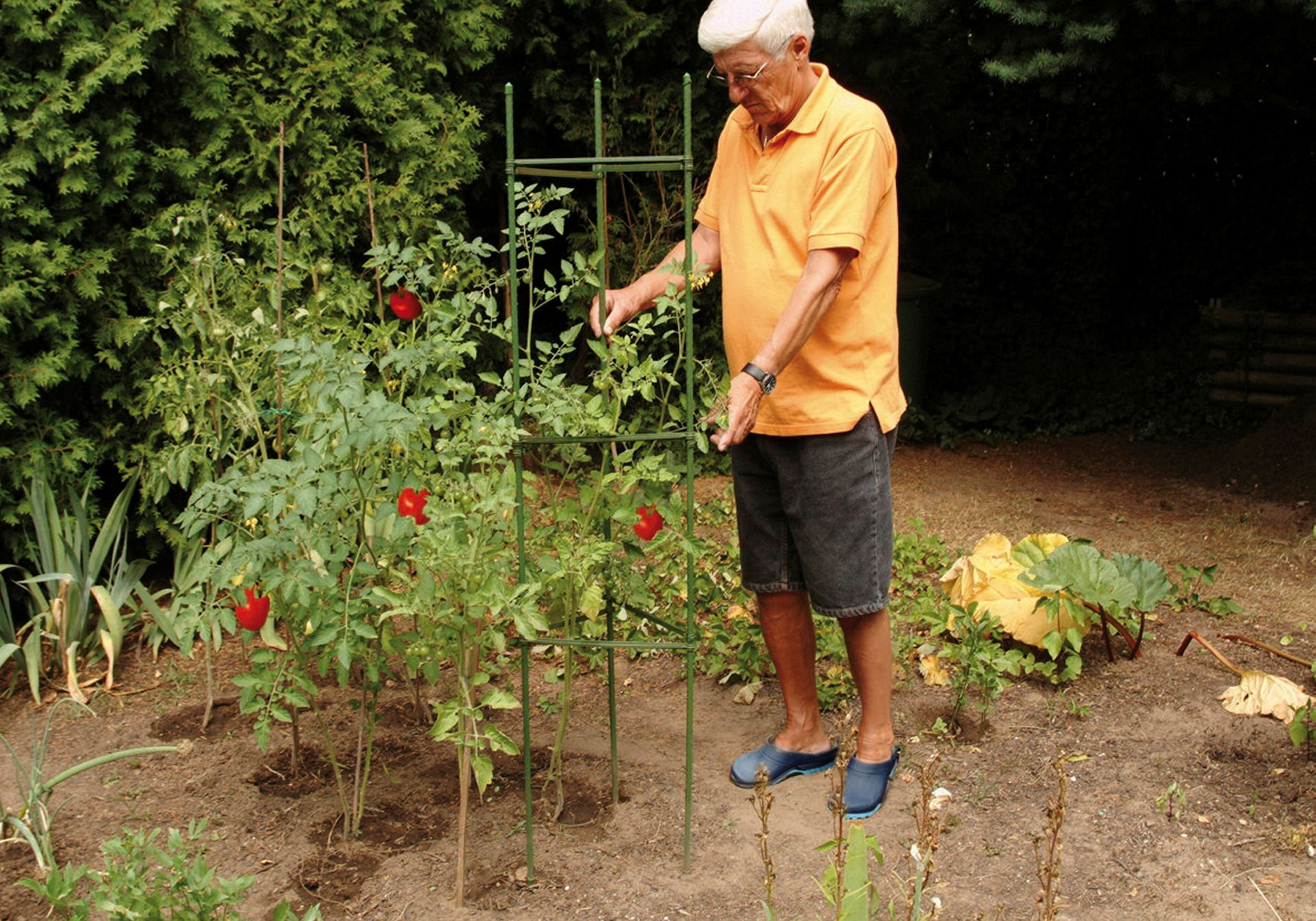 Tomatenreifeturm Classic, Ø 35-40cm,150x30cm, grün