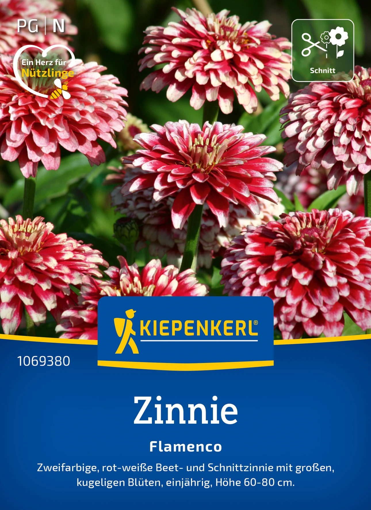 Kiepenkerl Zinnie Flamenco