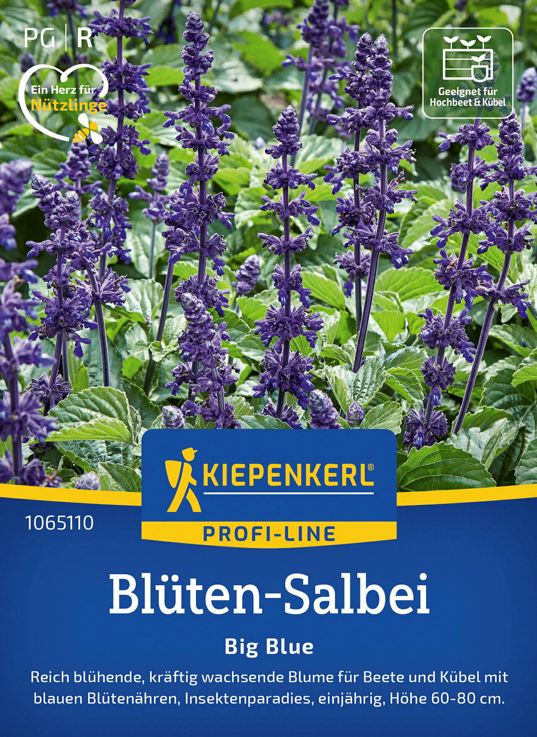 Kiepenkerl Blüten-Salbei Big Blue, F1