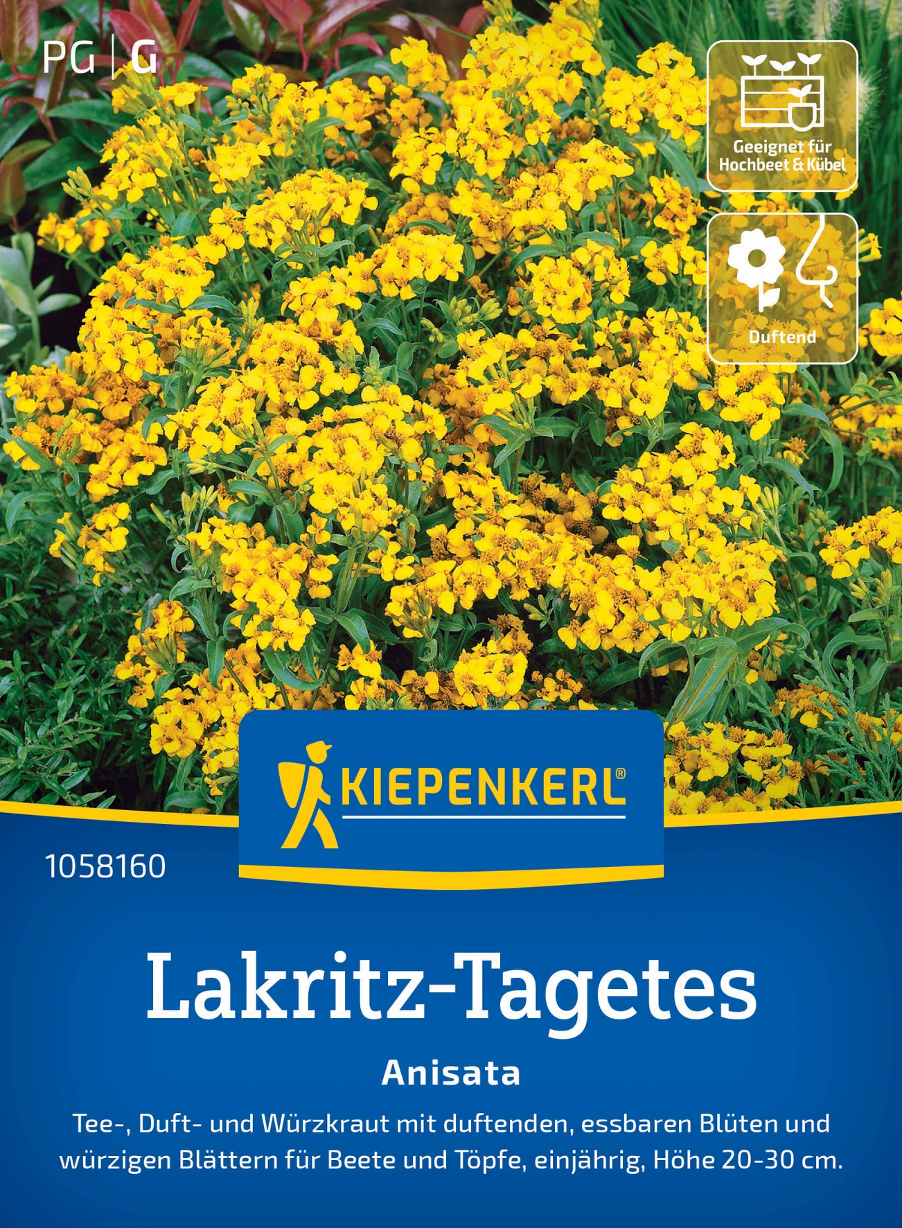 Kiepenkerl Lakritz-Tagetes Anisata