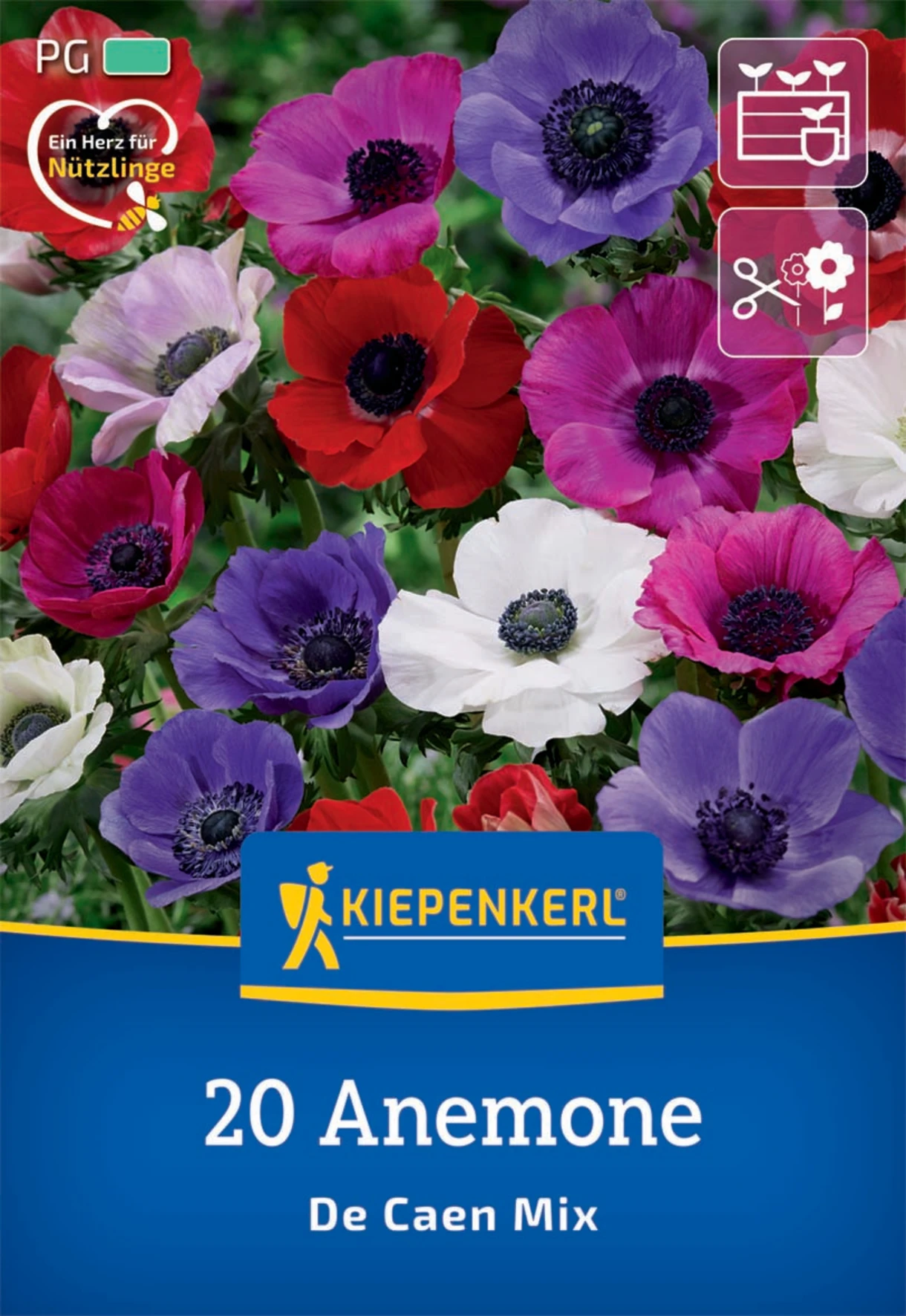 Kronen-Anemonen De Caen Mischung