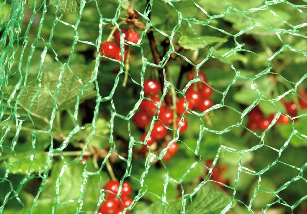 Vogelschutznetz Classic, Maße: 5 x 4 m, MW: 1 x 1 cm, HDPE,grün