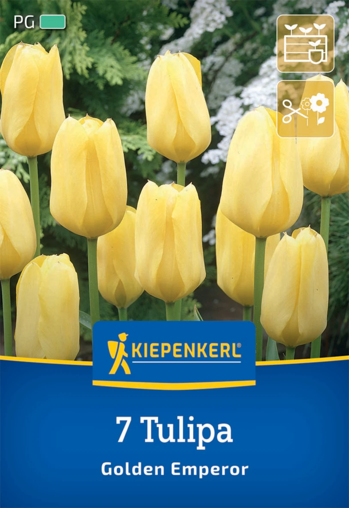 Fosteriana-Tulpe Golden Emperor