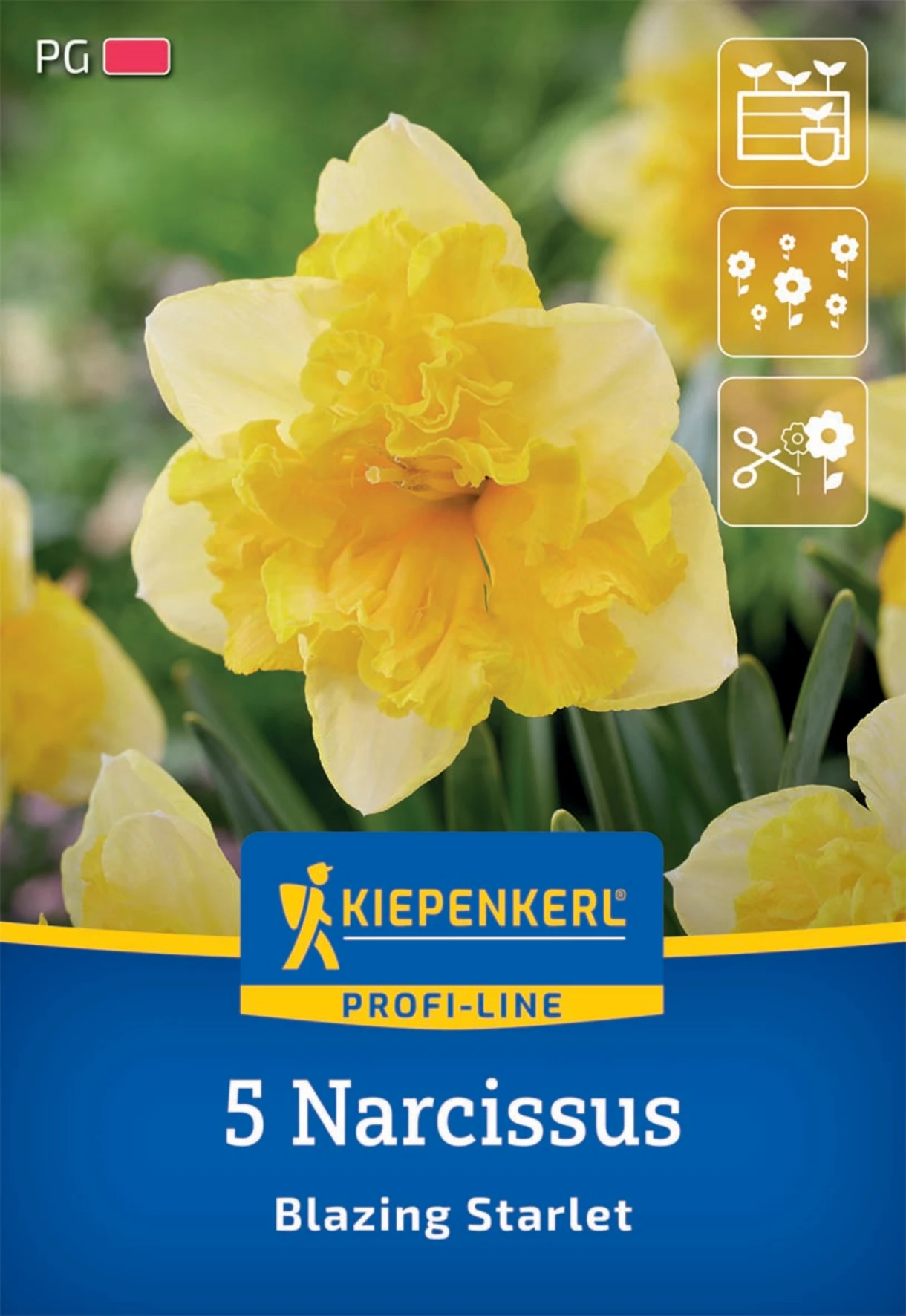 Schmetterlings-Narzisse Blazing Starlet