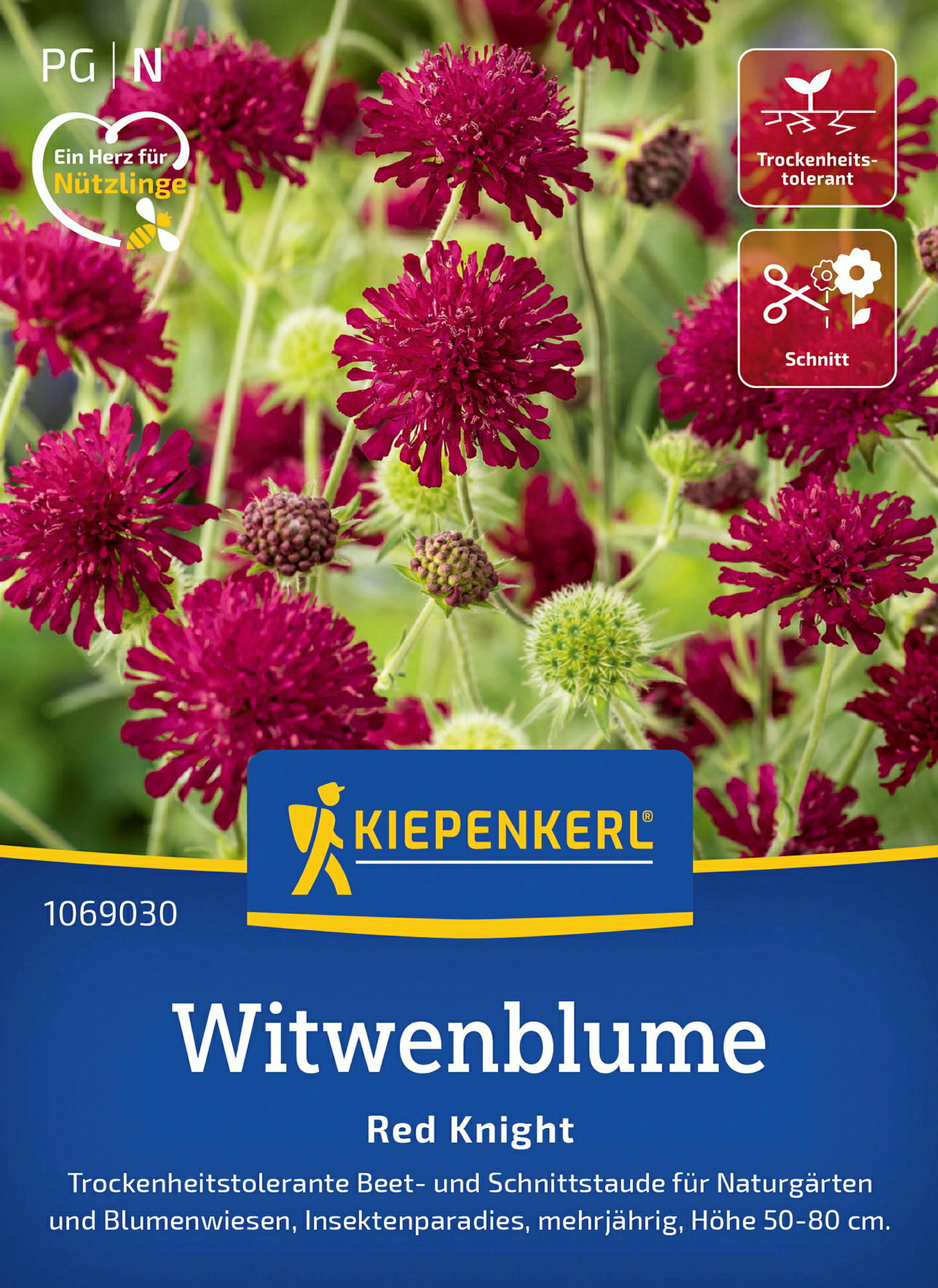 Kiepenkerl Witwenblume Red Knight