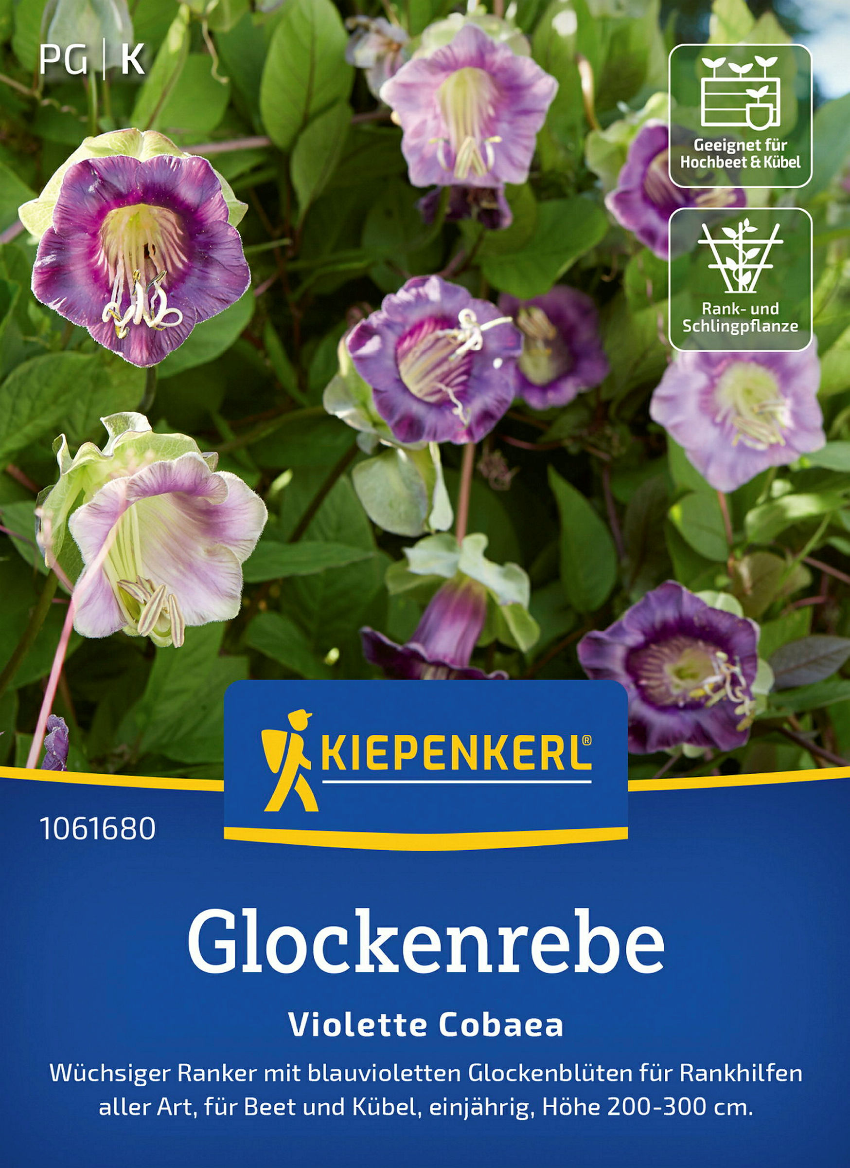 Kiepenkerl Glockenrebe Violette Cobaea