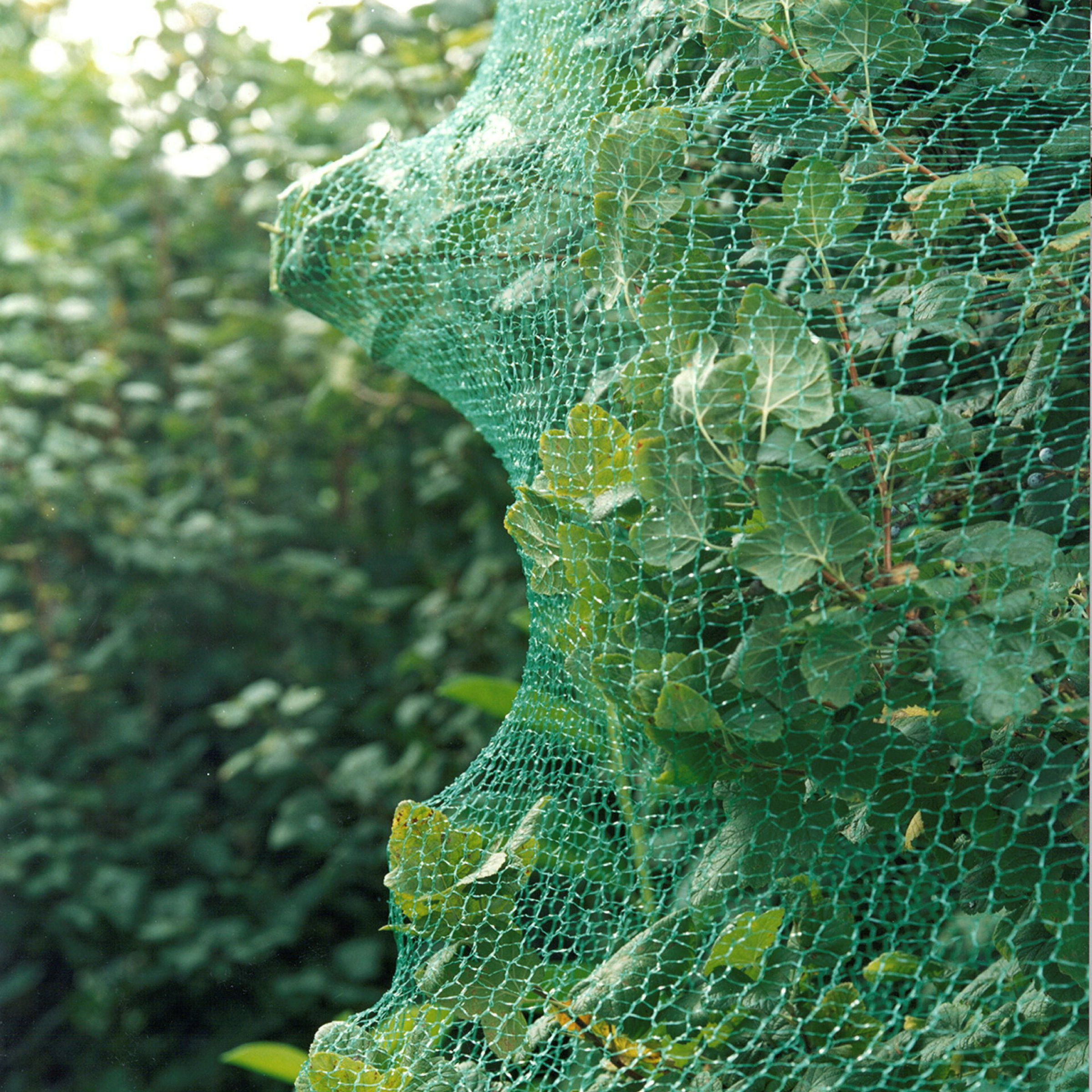 Vogelschutznetz 10x4m engmaschig