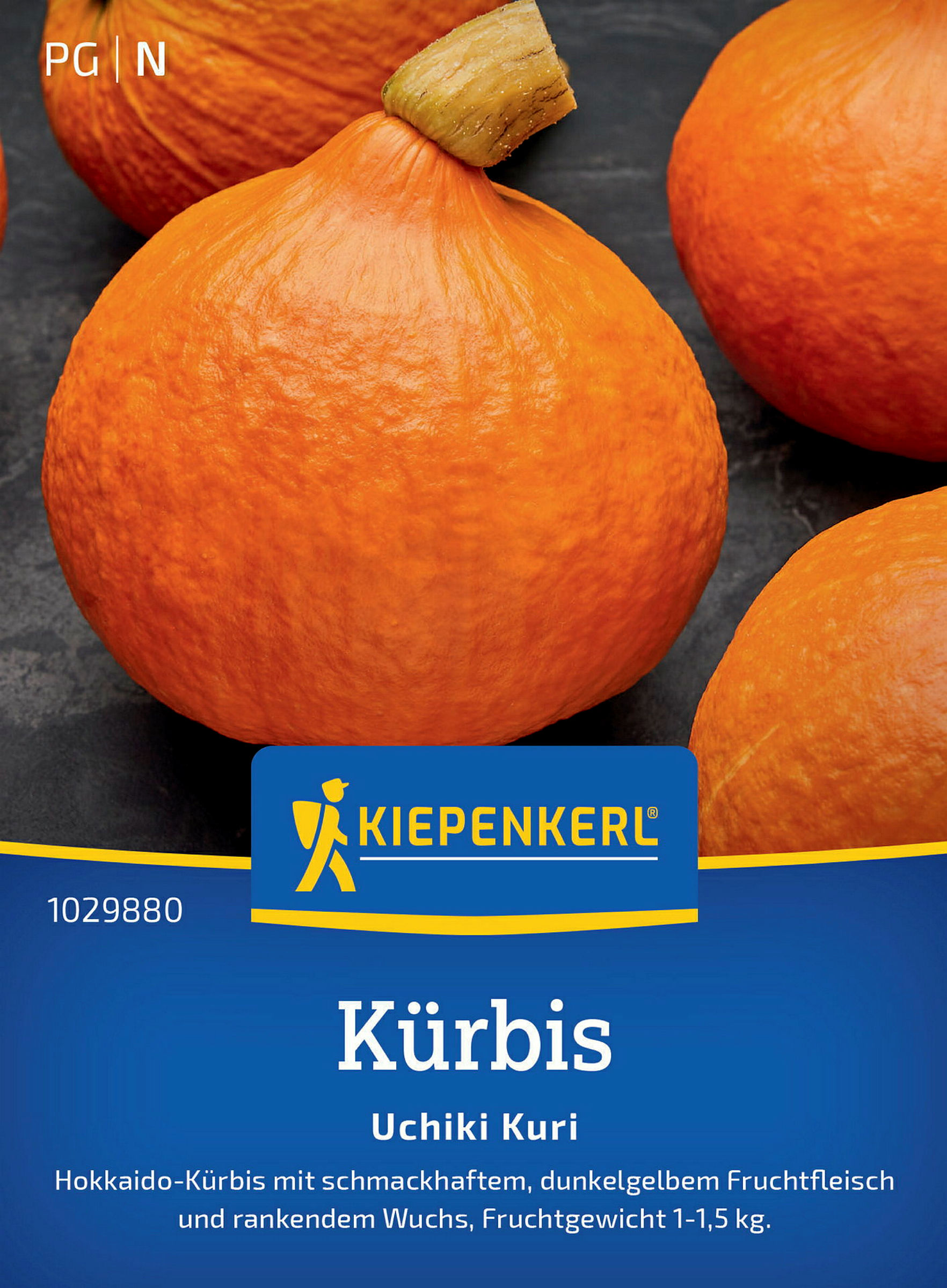Kiepenkerl Kürbis Uchiki Kuri
