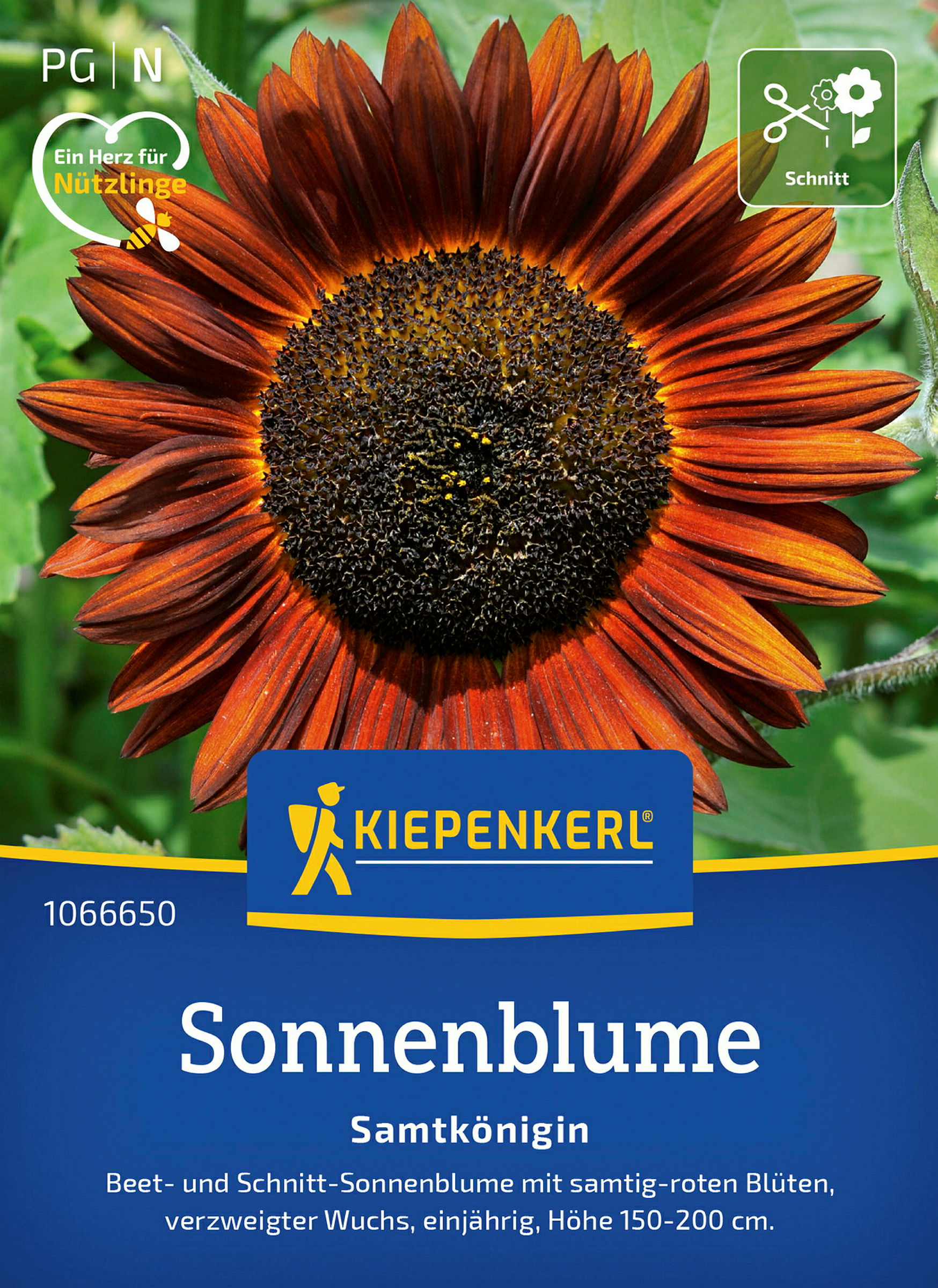 Kiepenkerl Sonnenblume Samtkönigin