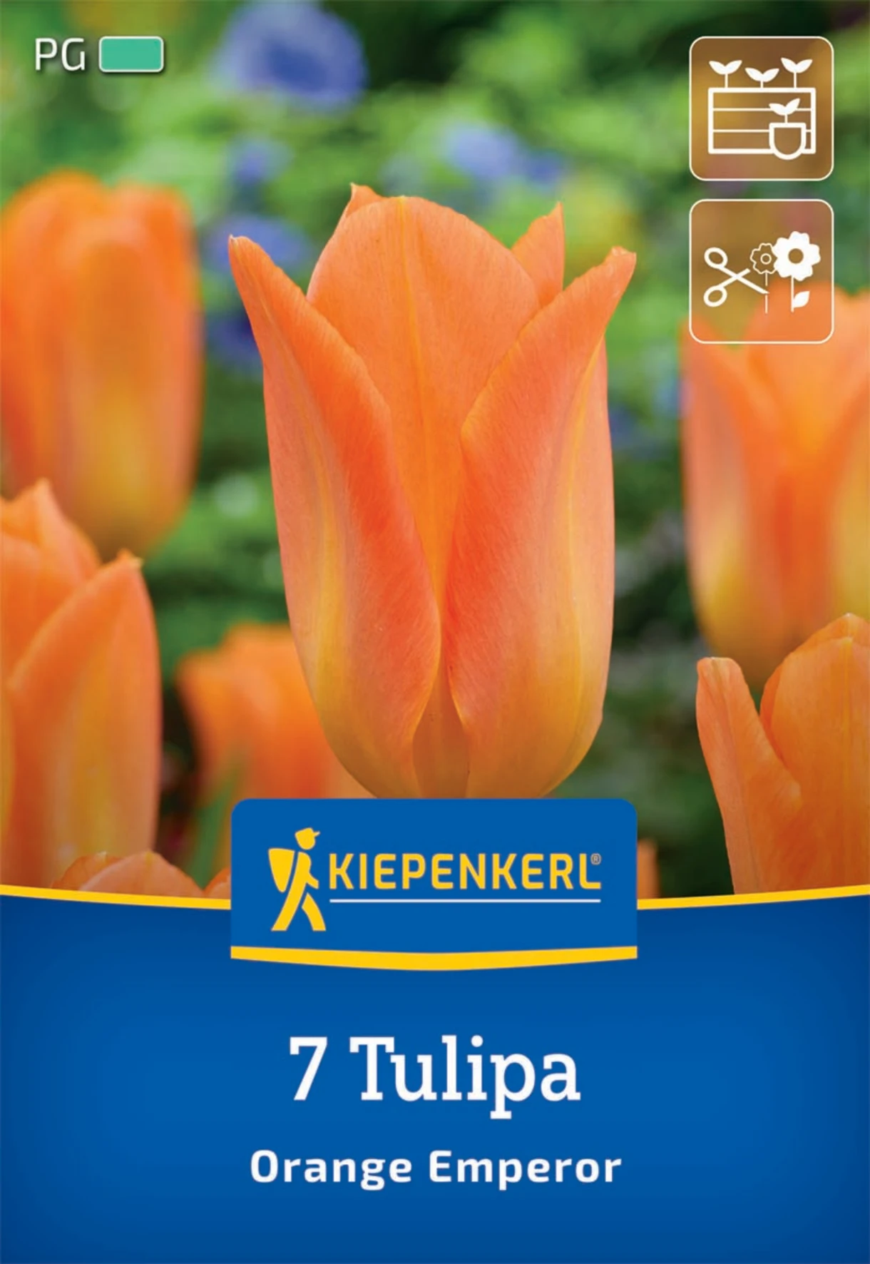 Fosteriana-Tulpe Orange Emperor