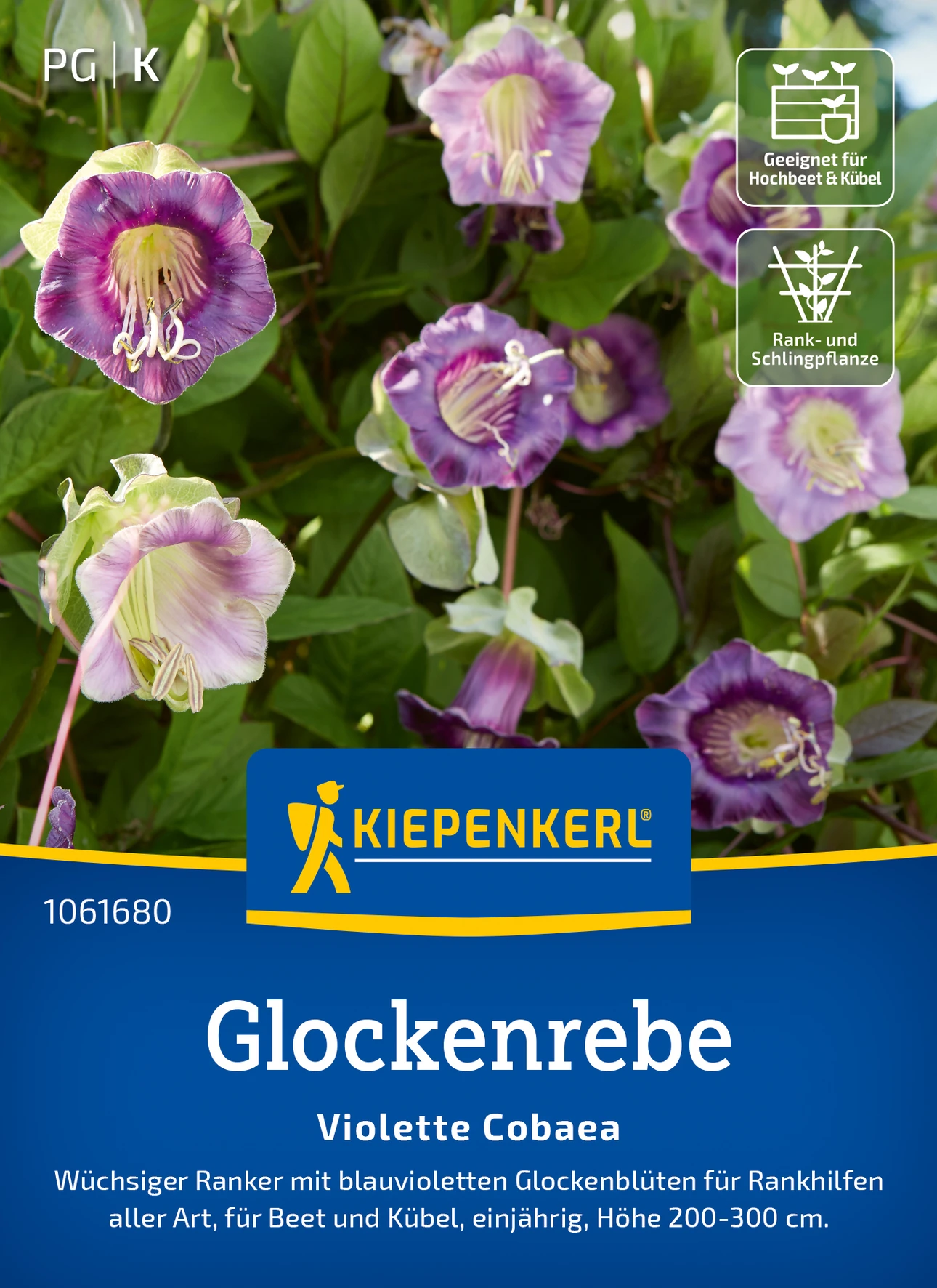 Kiepenkerl Glockenrebe Violette Cobaea