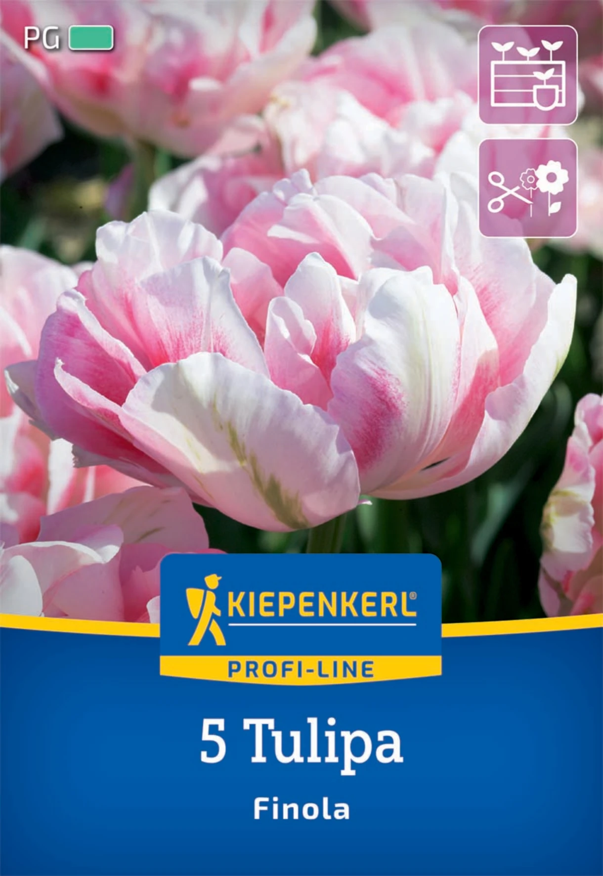 Gefüllte Späte Tulpe Finola