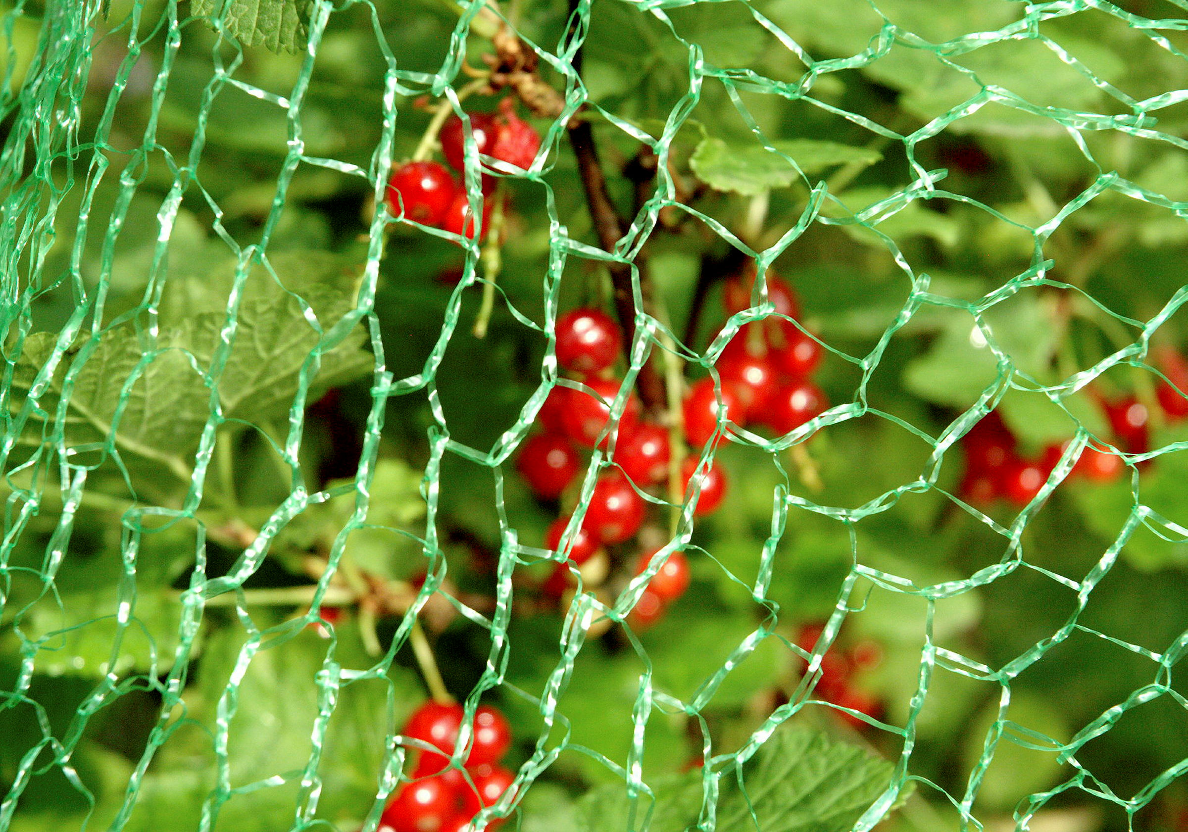 Vogelschutznetz Classic, Maße: 5 x 2 m, MW:1 x 1 cm, HDPE, grün