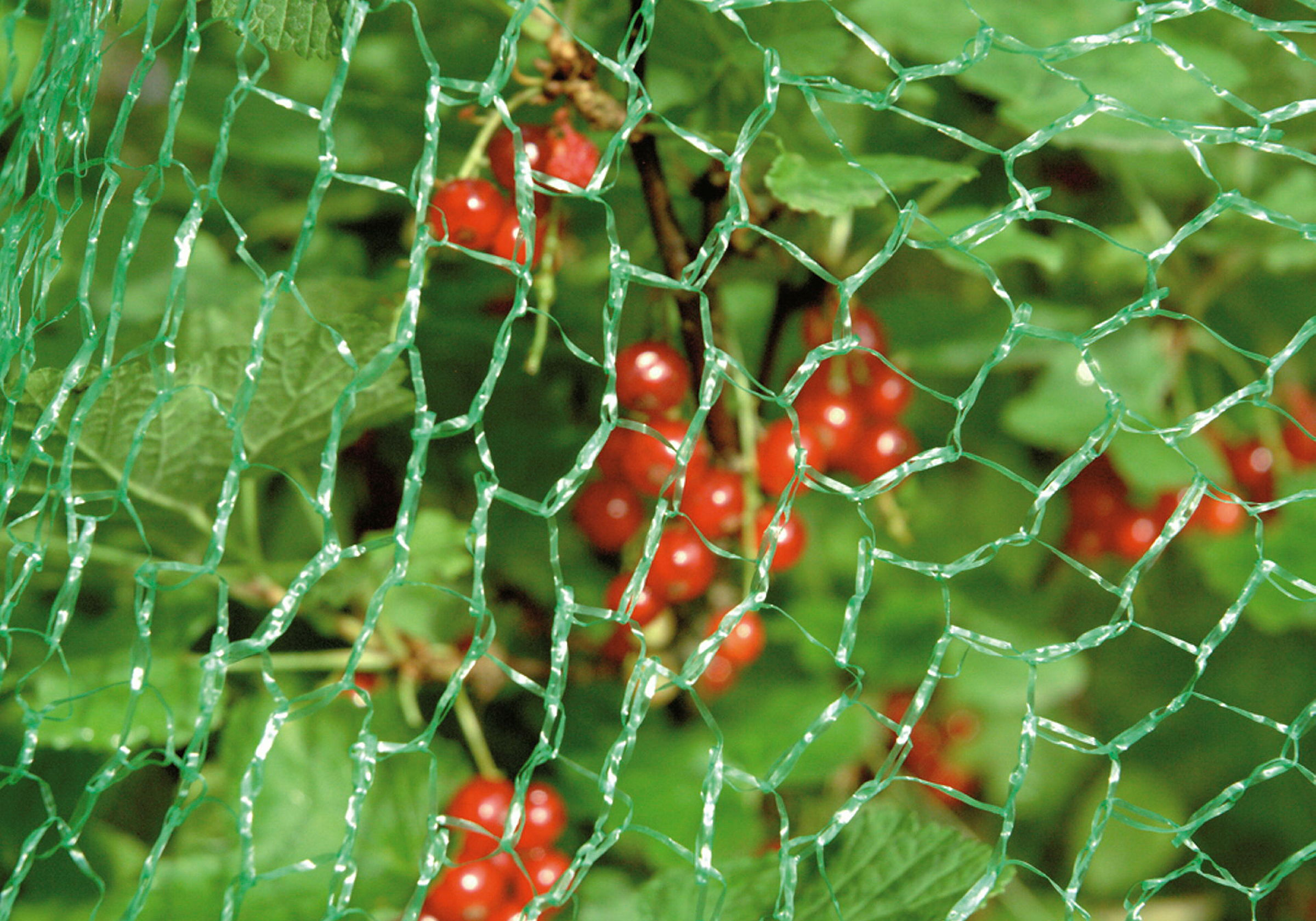 Vogelschutznetz Classic, Maße: 5 x 4 m, MW: 1 x 1 cm, HDPE,grün