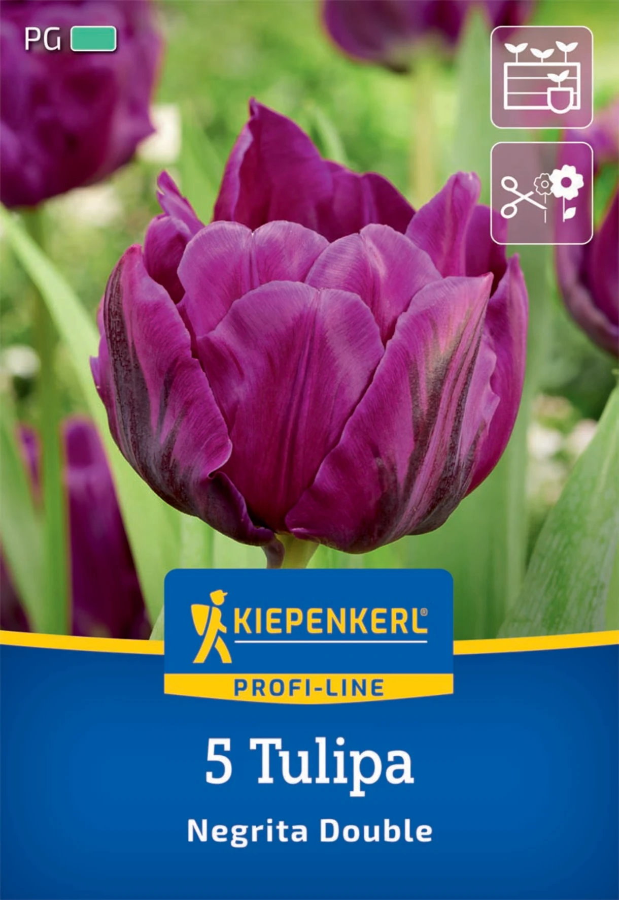 Gefüllte Späte Tulpe Negrita Double