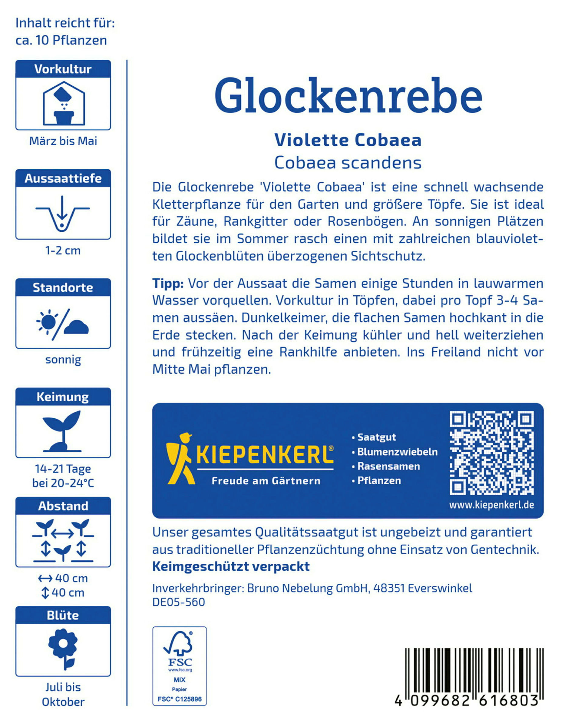 Kiepenkerl Glockenrebe Violette Cobaea