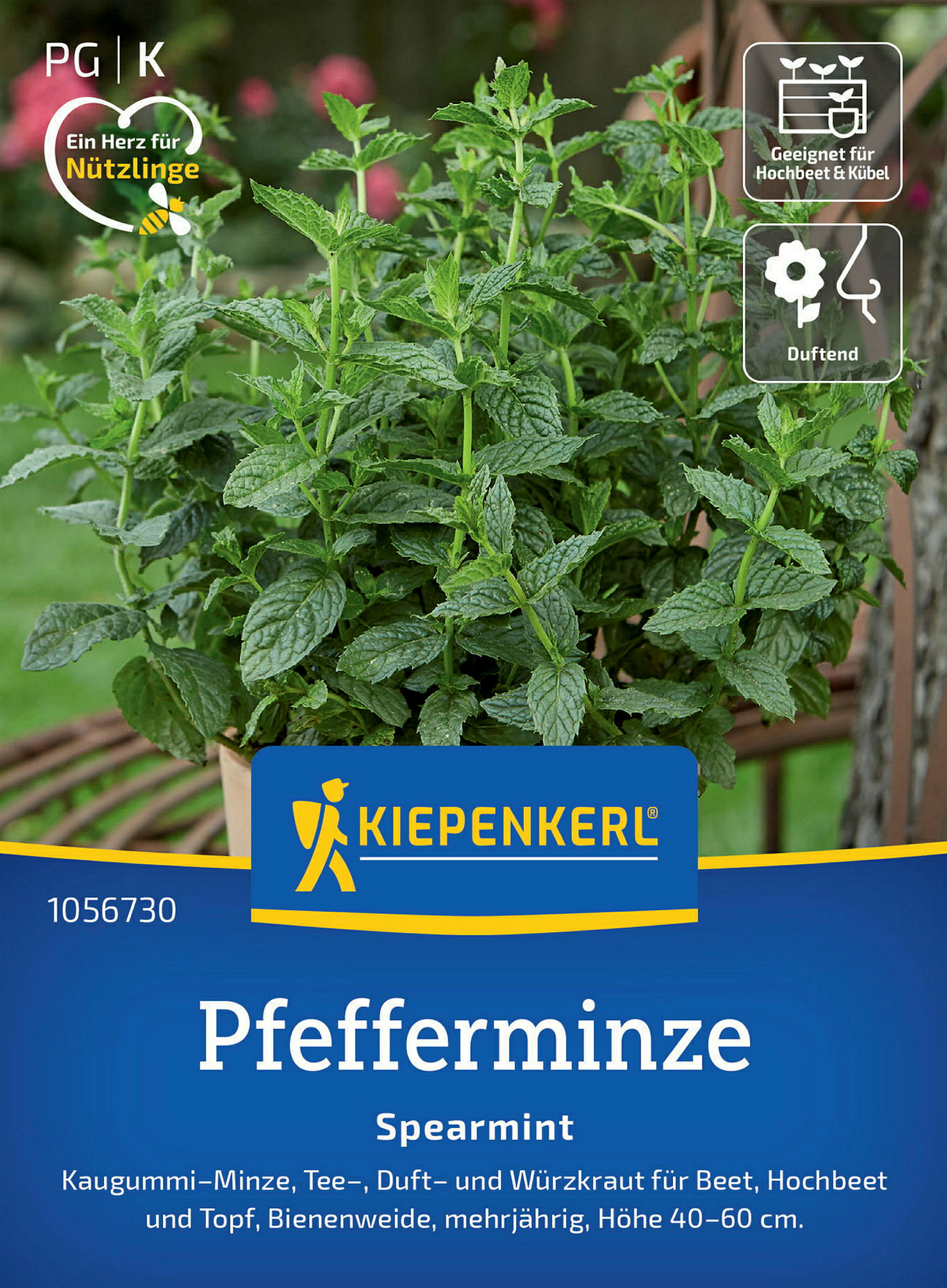 Pfefferminze Spearmint PreisgruppeK