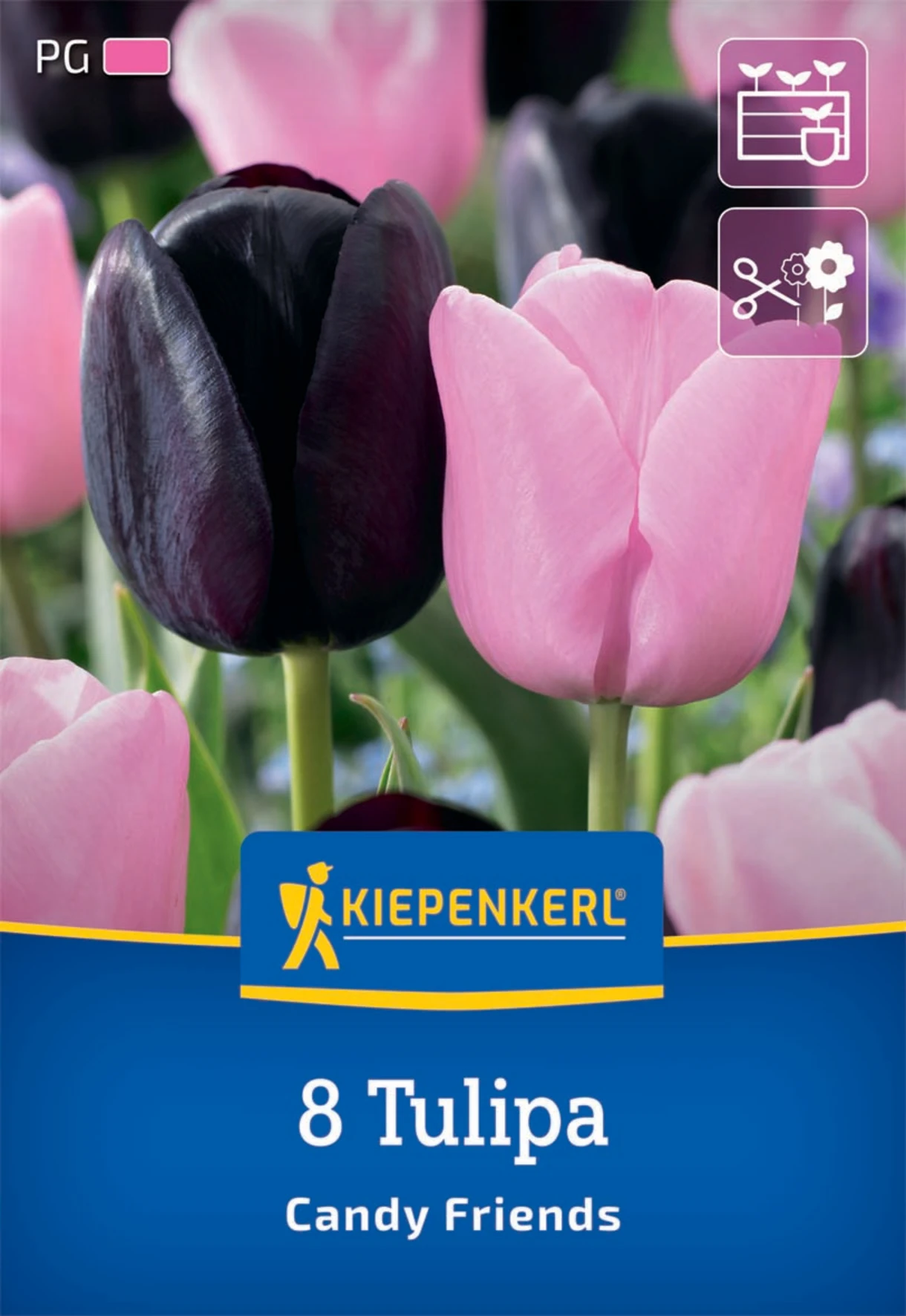 Tulpenmischung Candy Friends