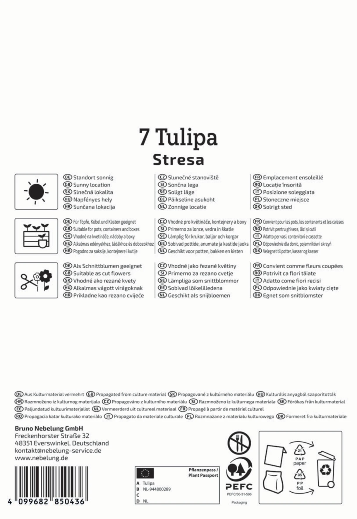 Kaufmanniana-Tulpe Stresa