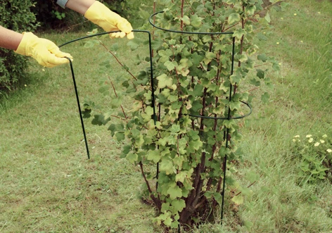 Busch- / Strauchstütze Classic, H:100cm,Stahldr,pulvbesch,grün