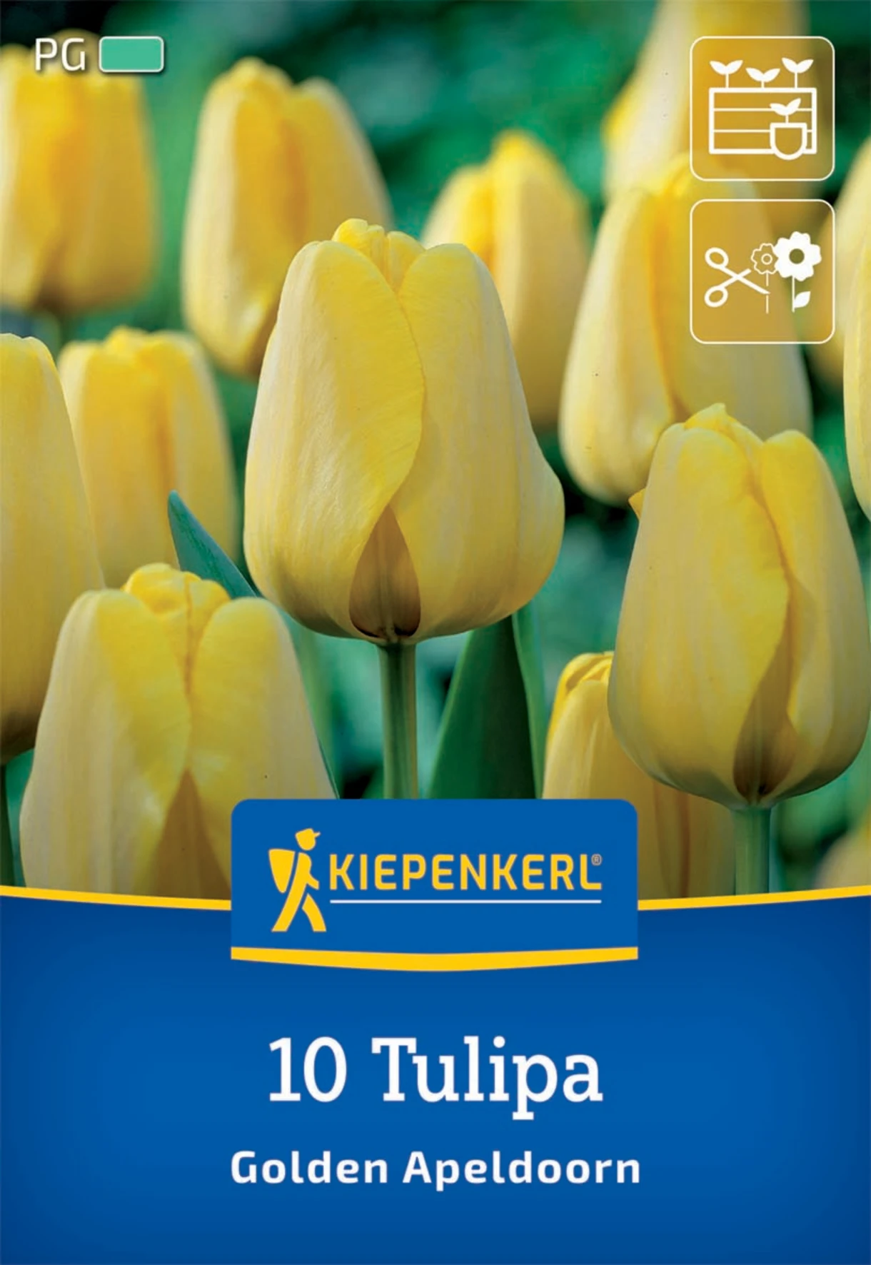 Darwin-Hybrid-Tulpe Golden Apeldoorn