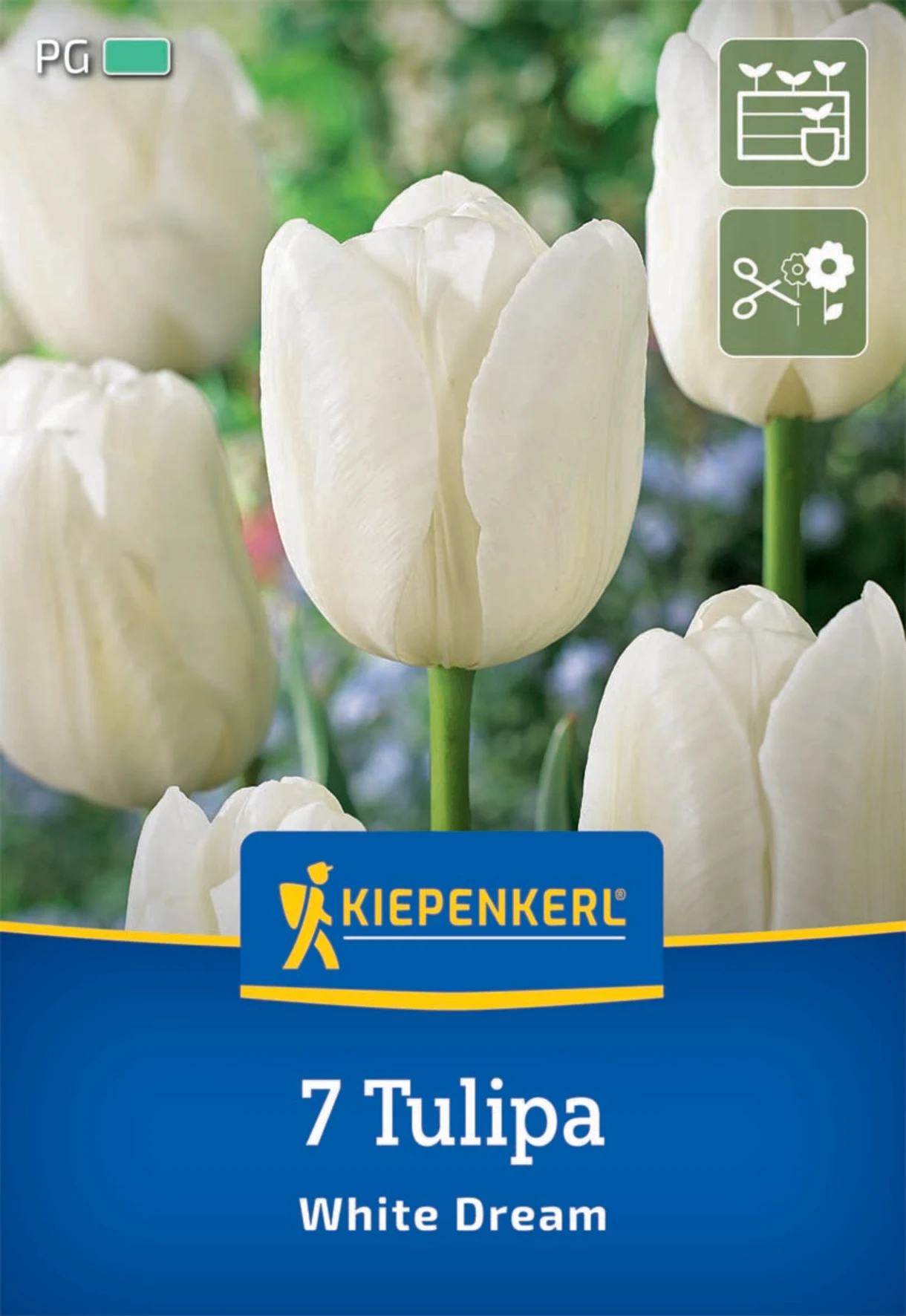 Triumph-Tulpe White Dream