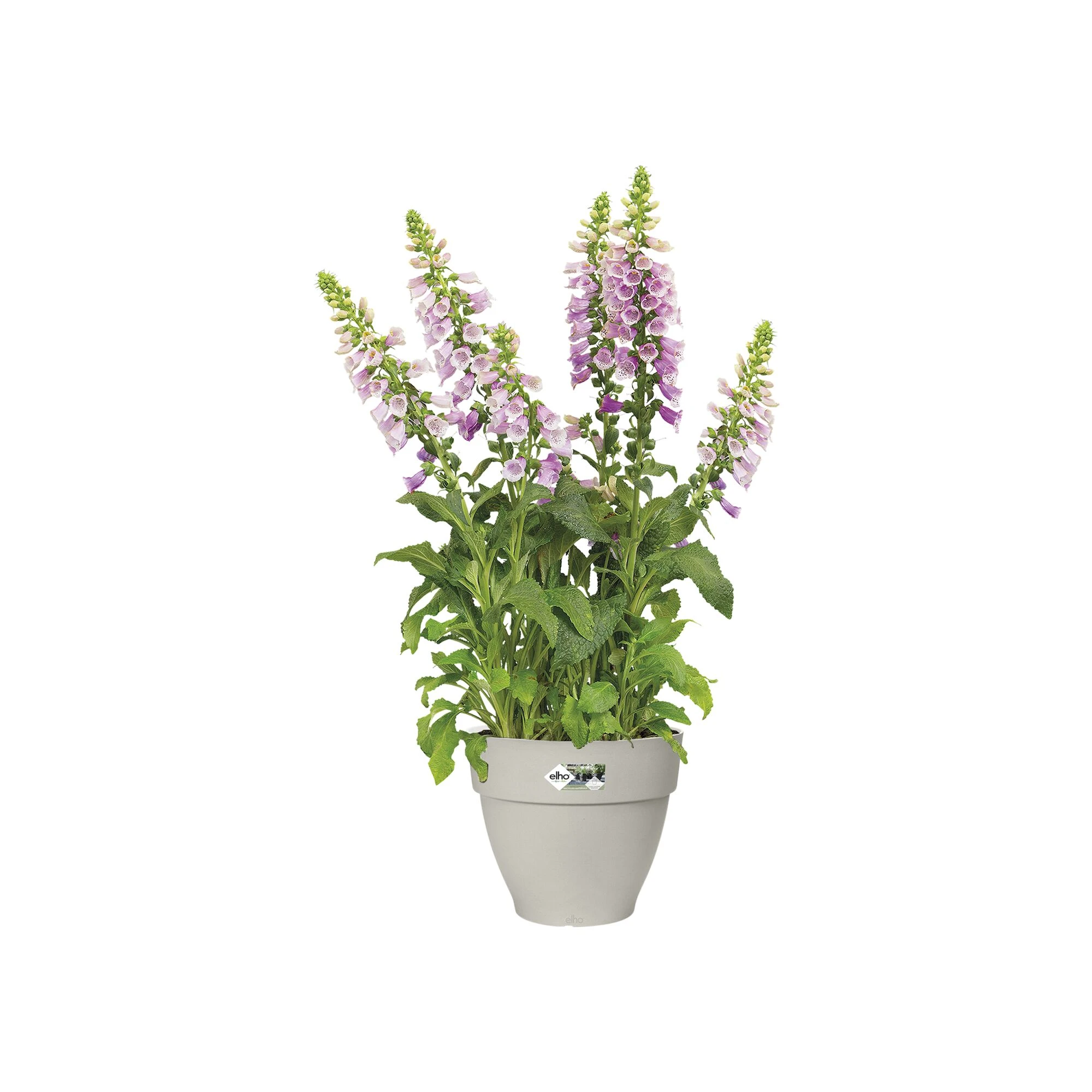 Elho Vibia Campana 30 - Weiß - L 30 x B 29.8 x H 26 cm - Außen - 100% Recyc