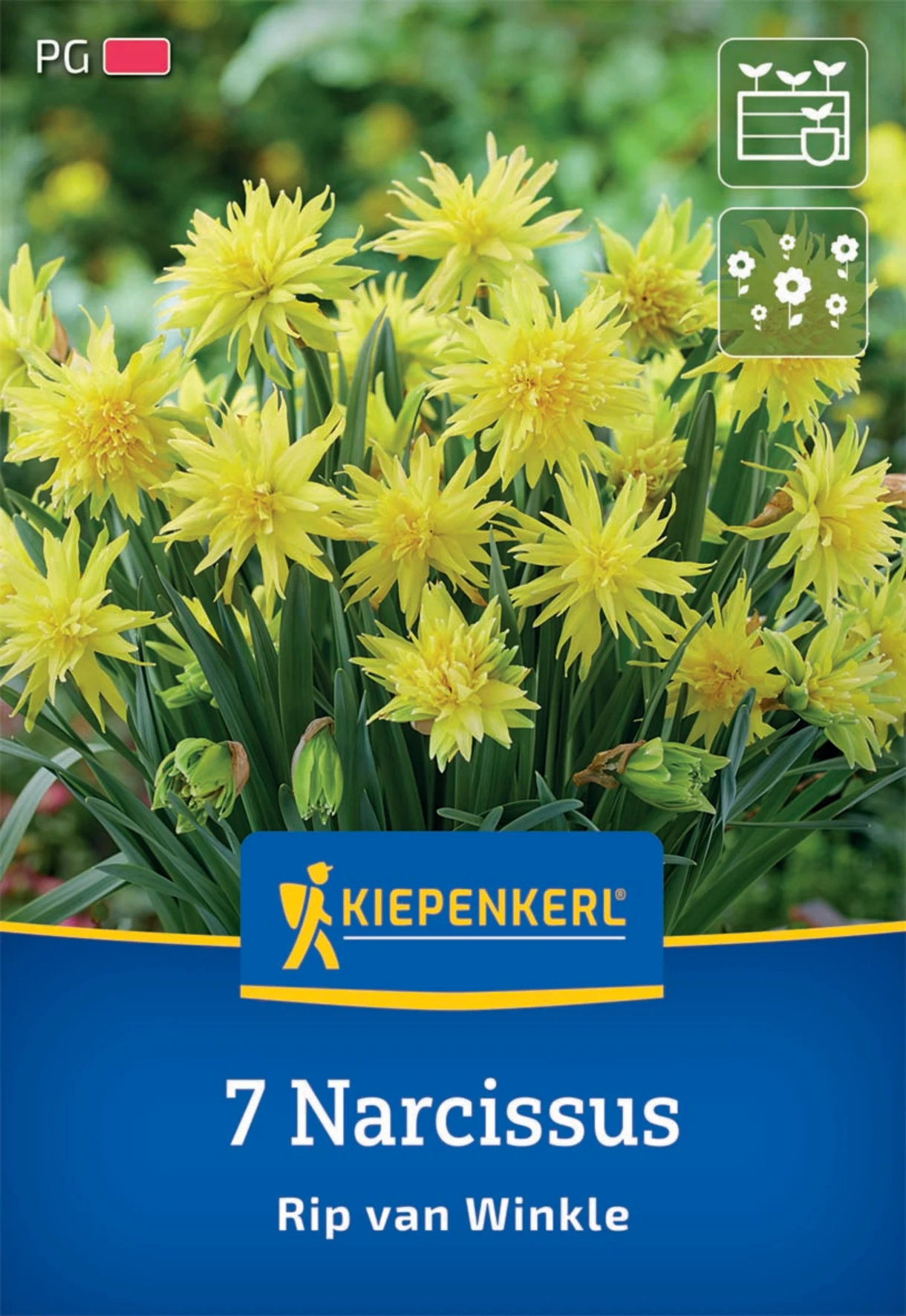 Gefüllte Narzisse Rip van Winkle