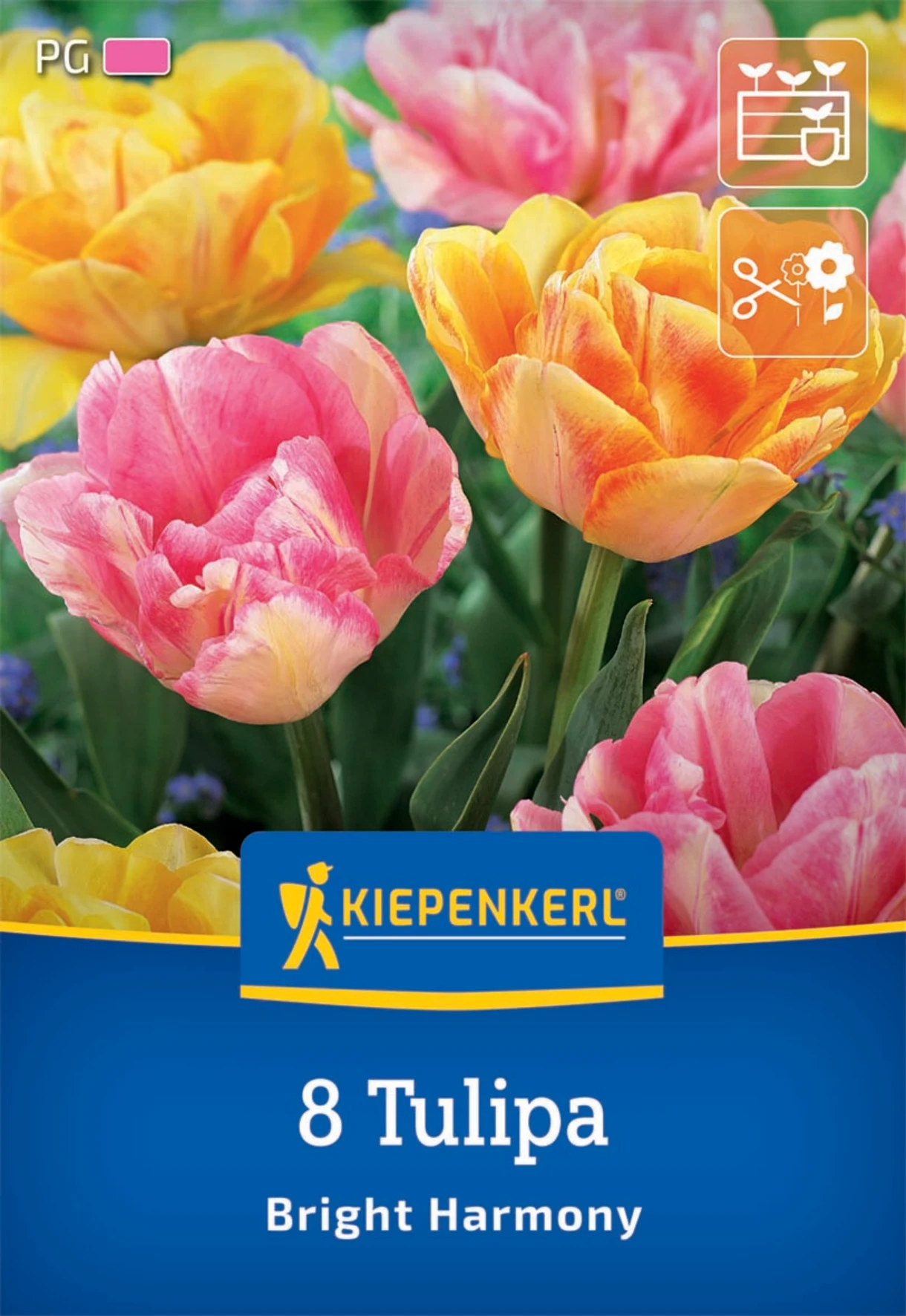 Tulpenmischung Bright Harmony