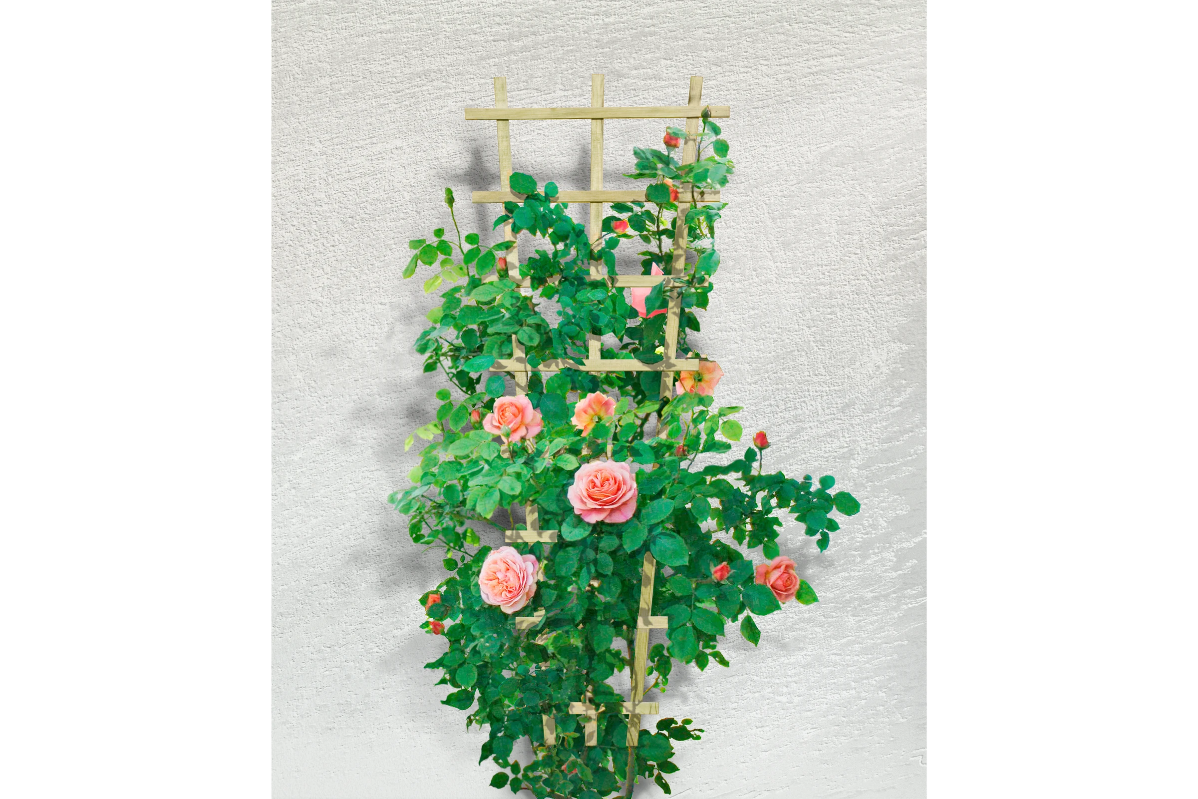 Rosenspalier 30/60x150cm