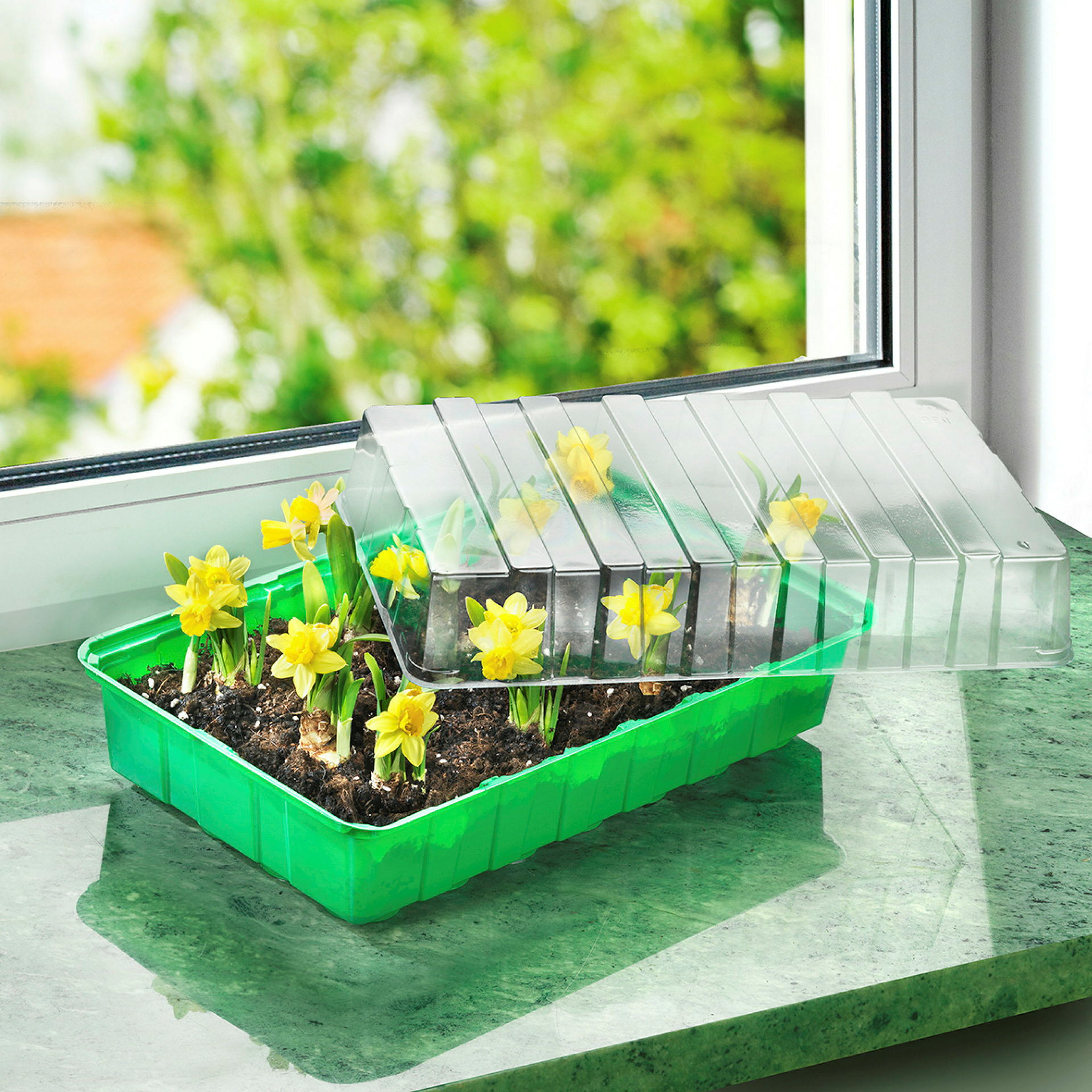 Zimmer-Treibhaus 36x22cm
