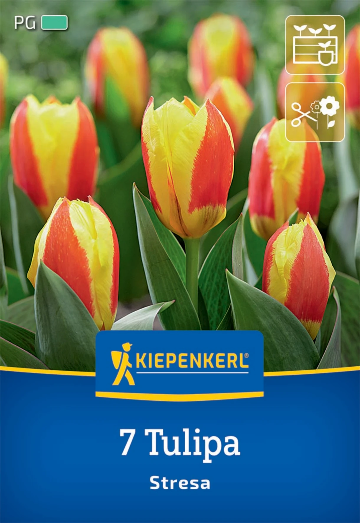 Kaufmanniana-Tulpe Stresa