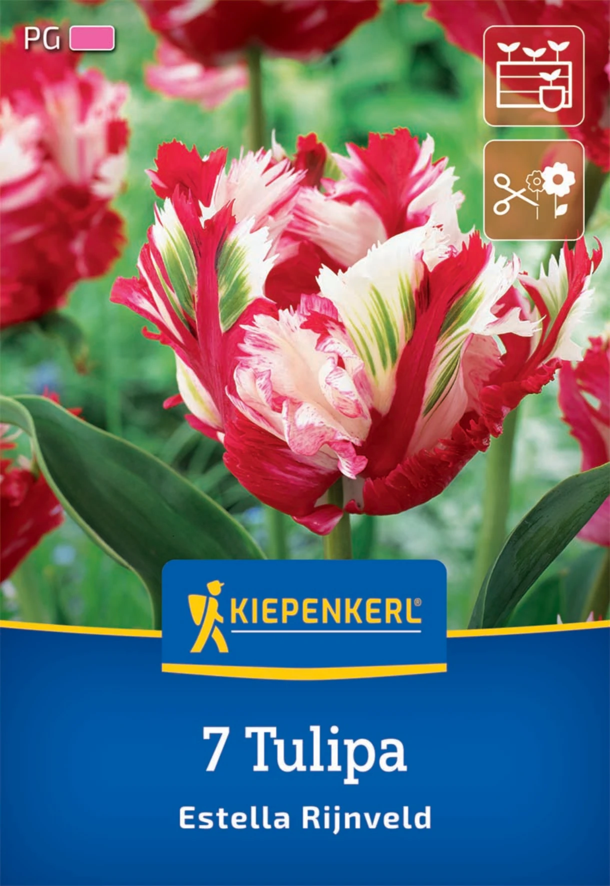 Papagei-Tulpe Estella Rijnveld