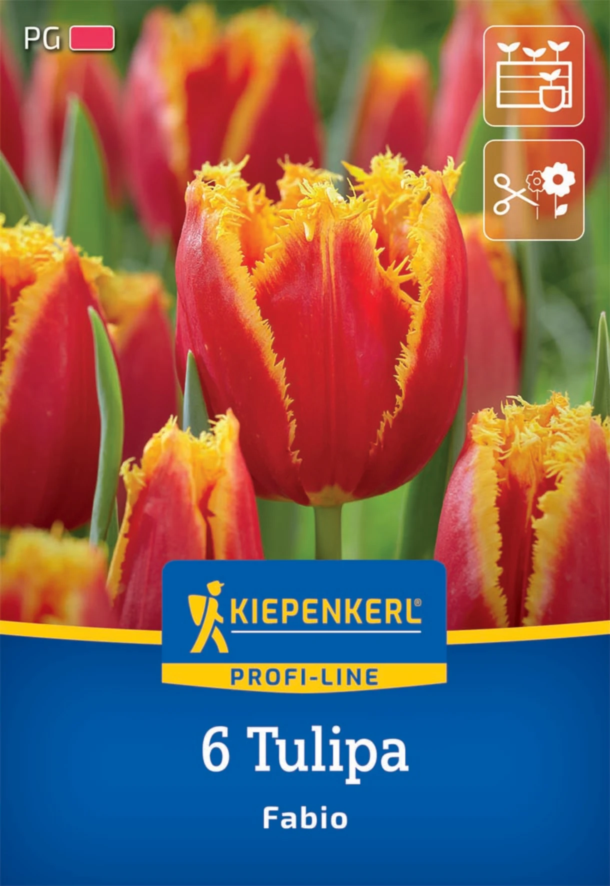 Gefranste Tulpe Fabio