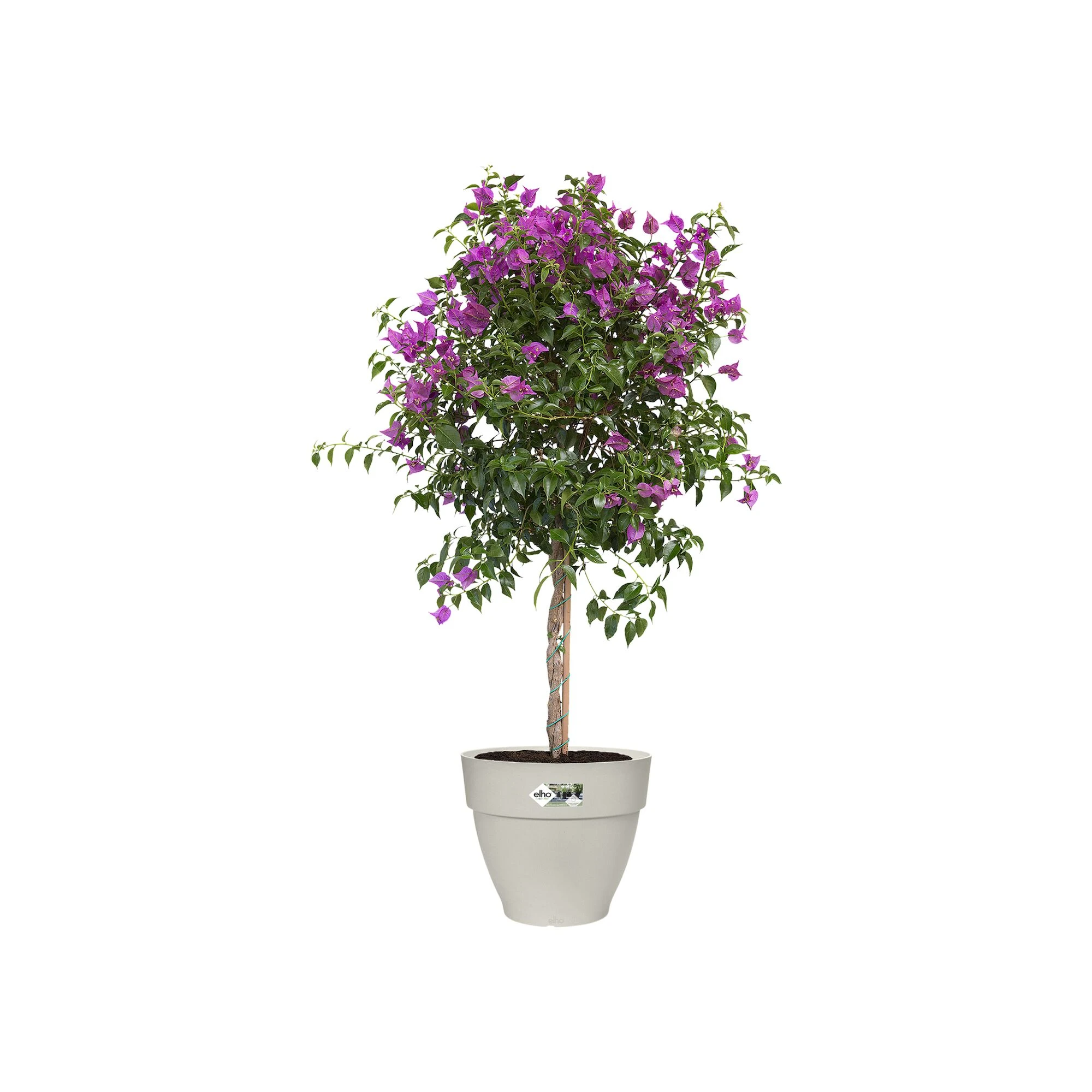 Elho Vibia Campana 35 - Weiß - L 35 x B 34.5 x H 30 cm - Außen - 100% Recyc