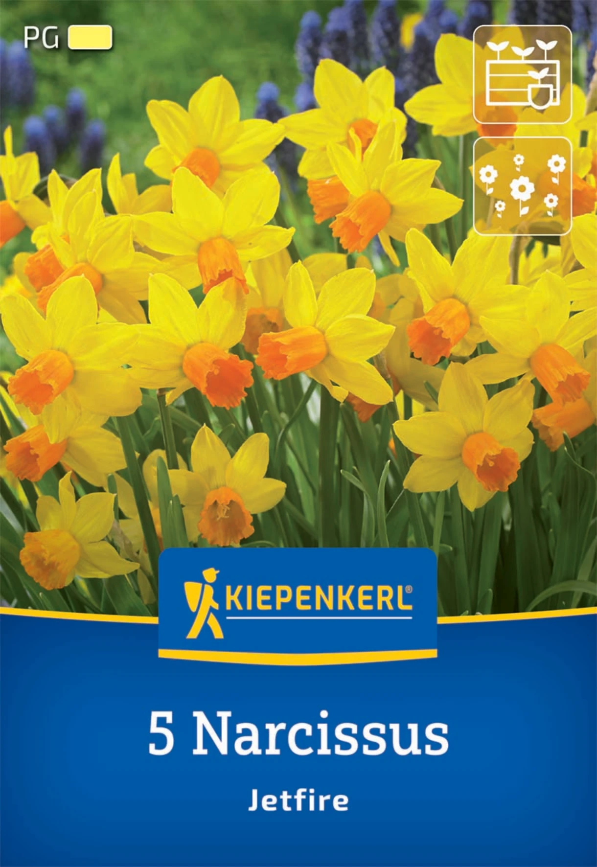 Alpenveilchen-Narzisse Jetfire