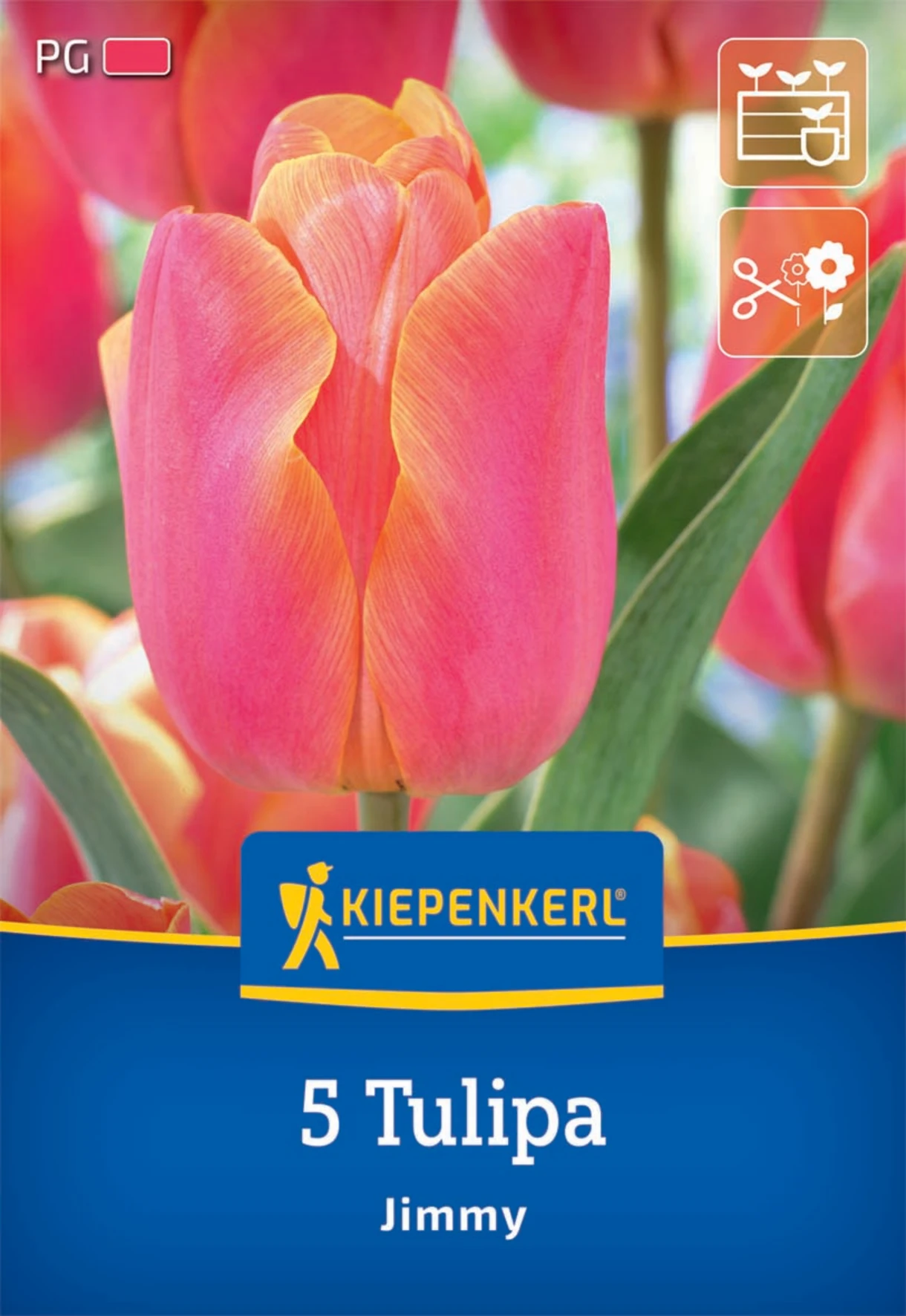 Triumph-Tulpe Jimmy