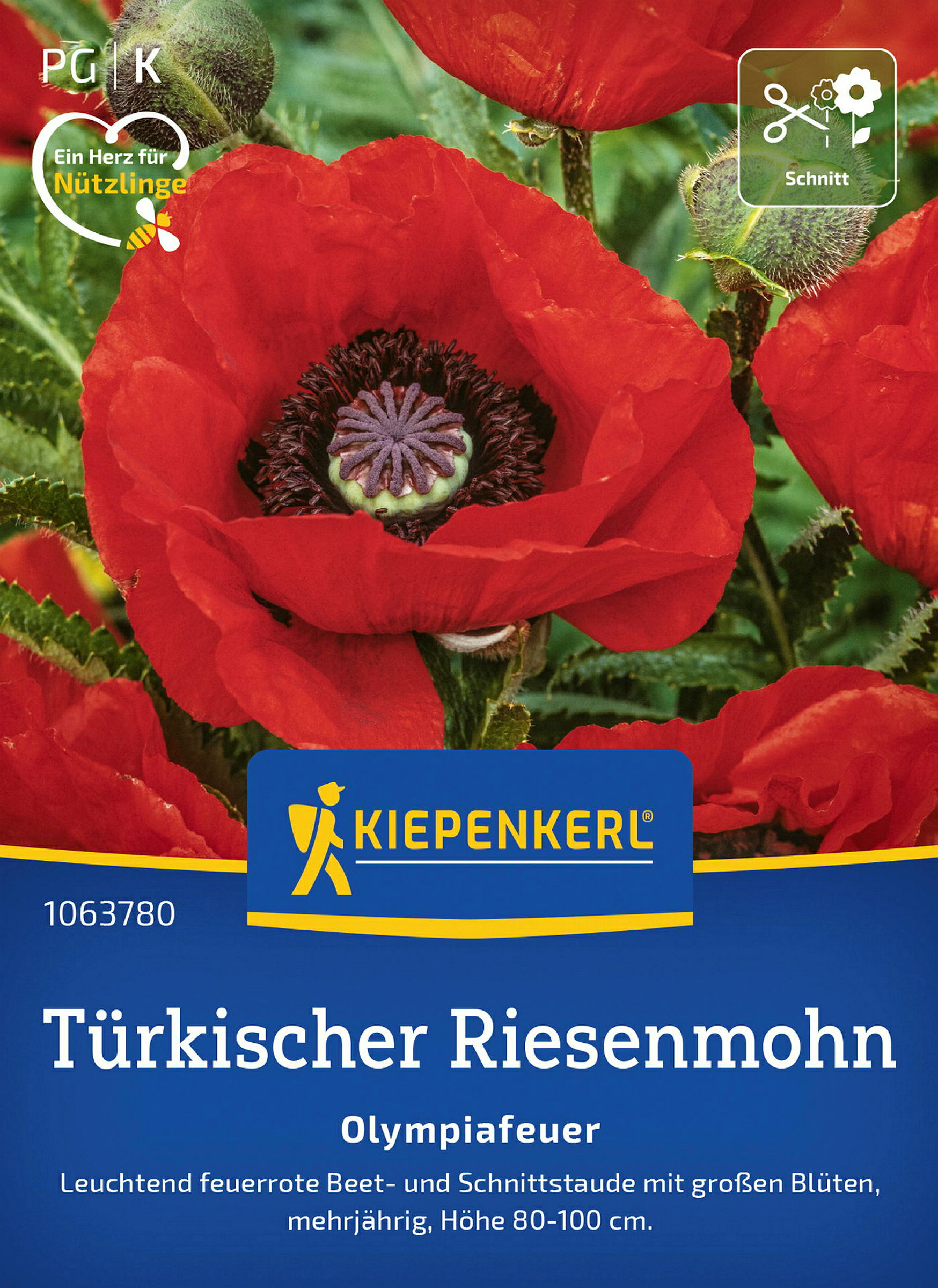 Kiepenkerl Türkischer Riesemohn Olympiafeuer