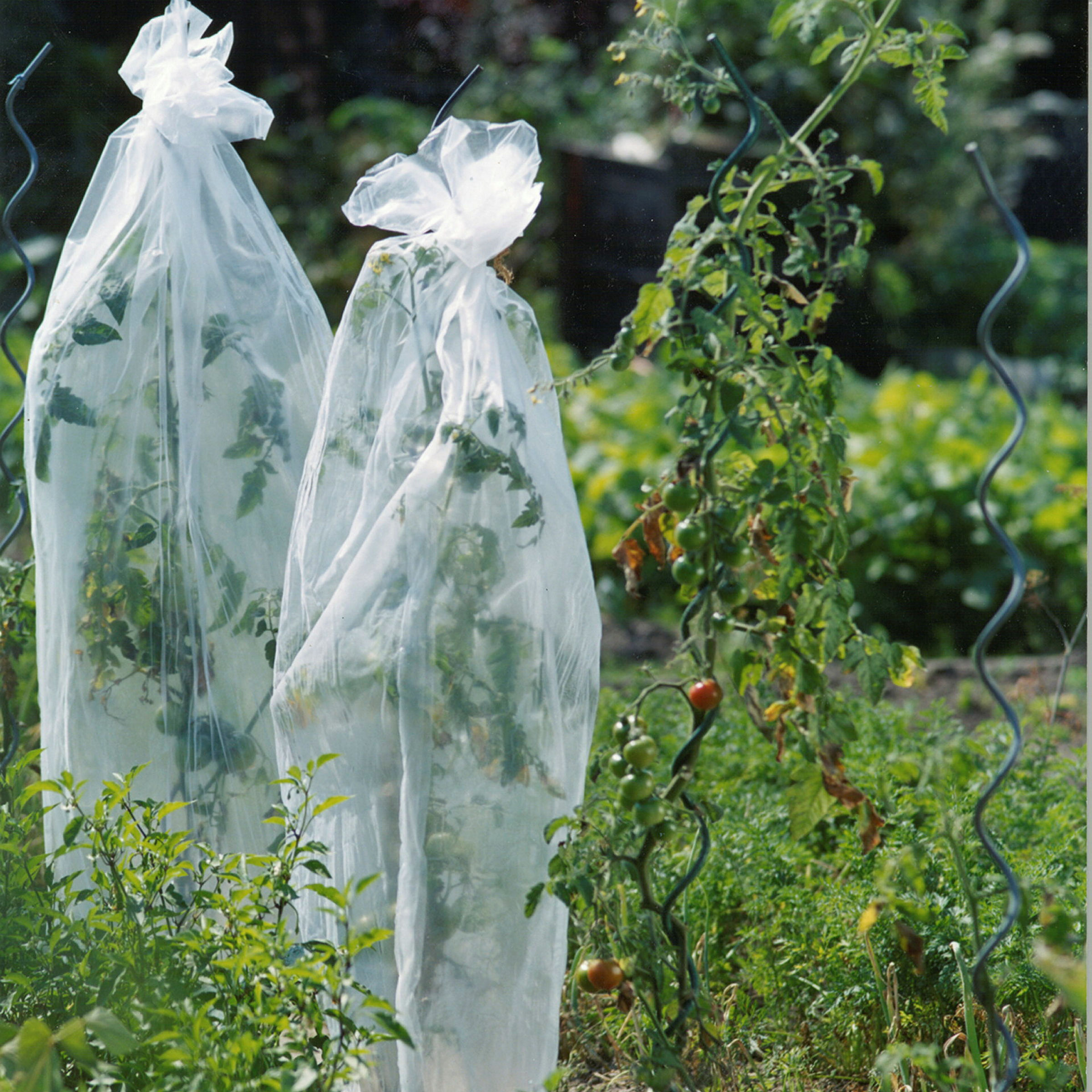 Tomaten-Haube 10x0,65m gelocht