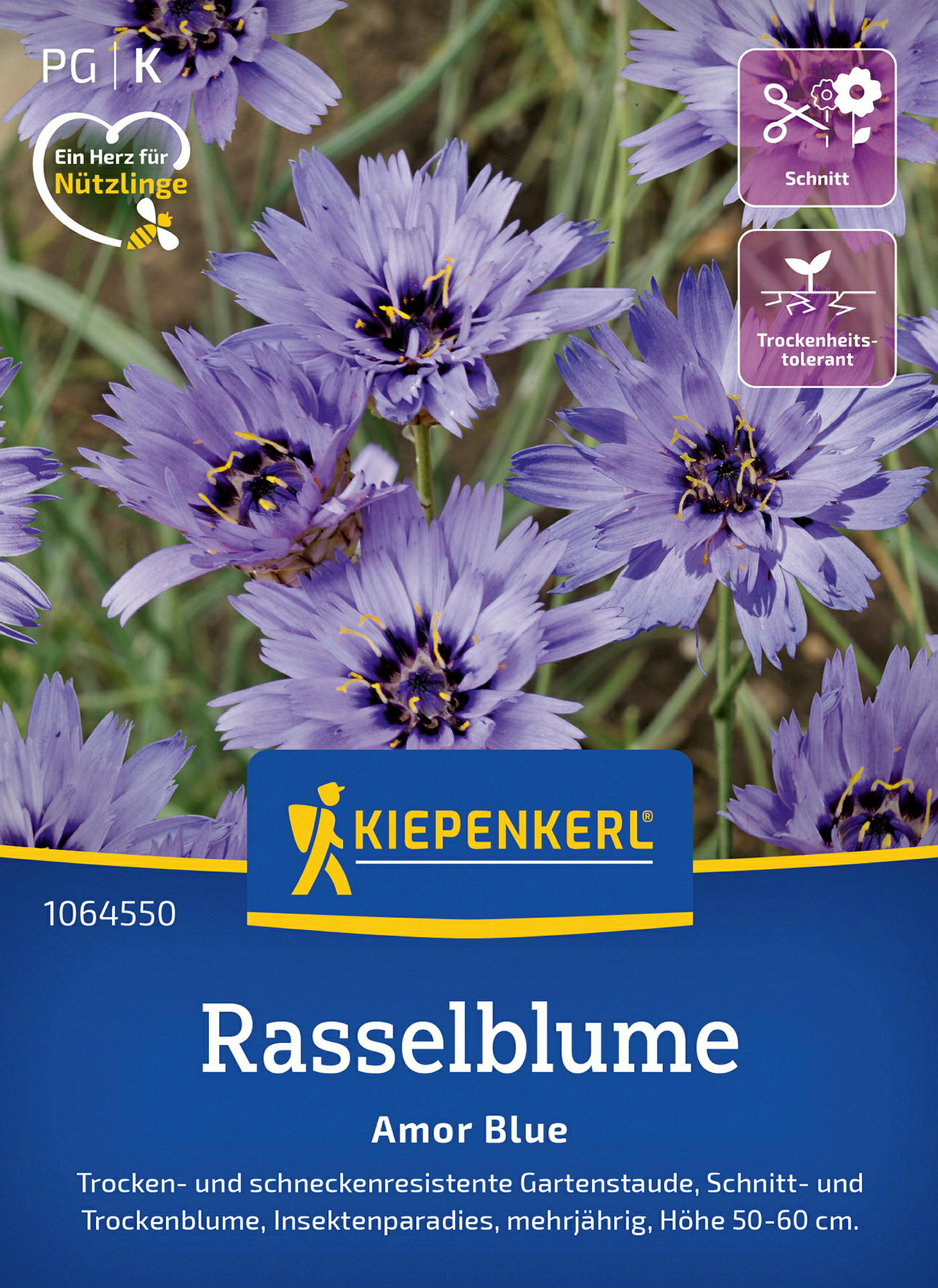 Kiepenkerl Rasselblume Amor Blue