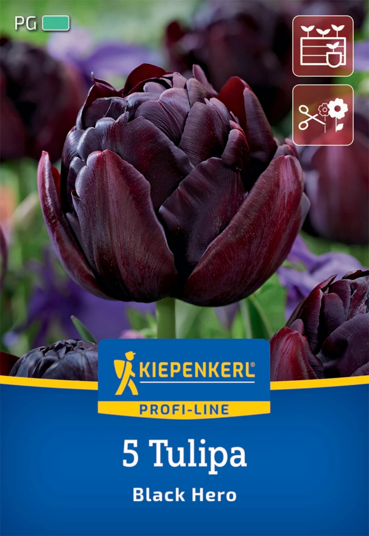 Gefüllte Späte Tulpe Black Hero