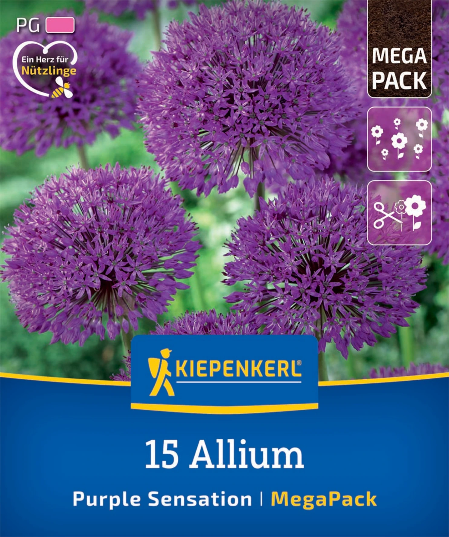 Mega-Pack Zierlauch Purple Sensation